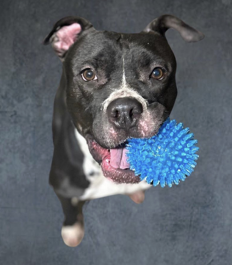 Spooki, a Adoptable mixed breed in Staten island, NY image 2/6