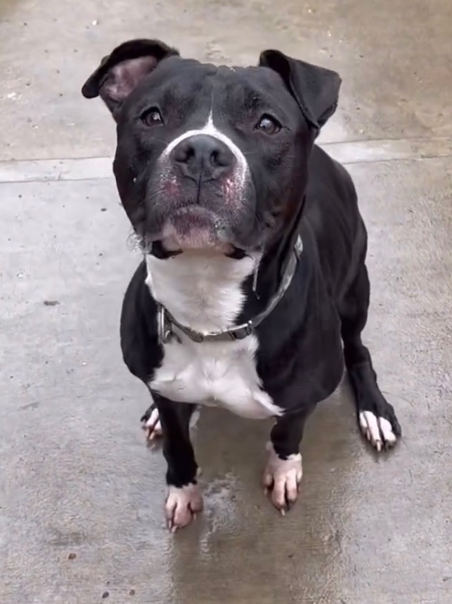 Spooki, a Adoptable mixed breed in Staten island, NY image 3/6