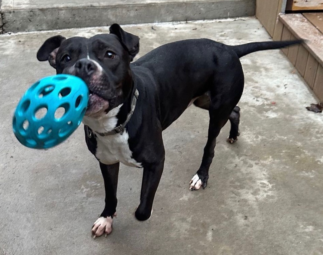 Spooki, a Adoptable mixed breed in Staten island, NY image 4/6
