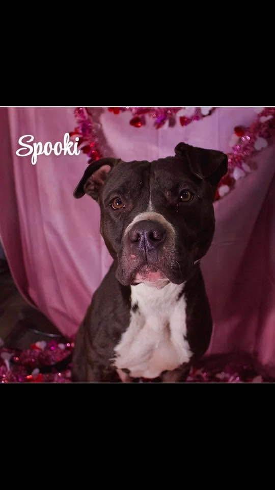 Spooki, Adoptable, Adult Male American Bulldog.