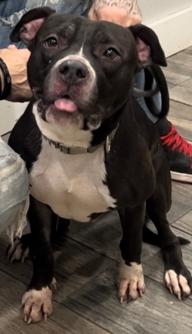 Spooki, a Adoptable mixed breed in Staten island, NY image 6/6