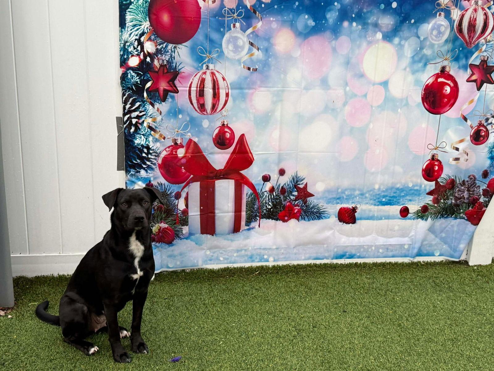 Enlarge Amber, a Adopted Labrador Retriever in Pompano Beach, FL image 1/3