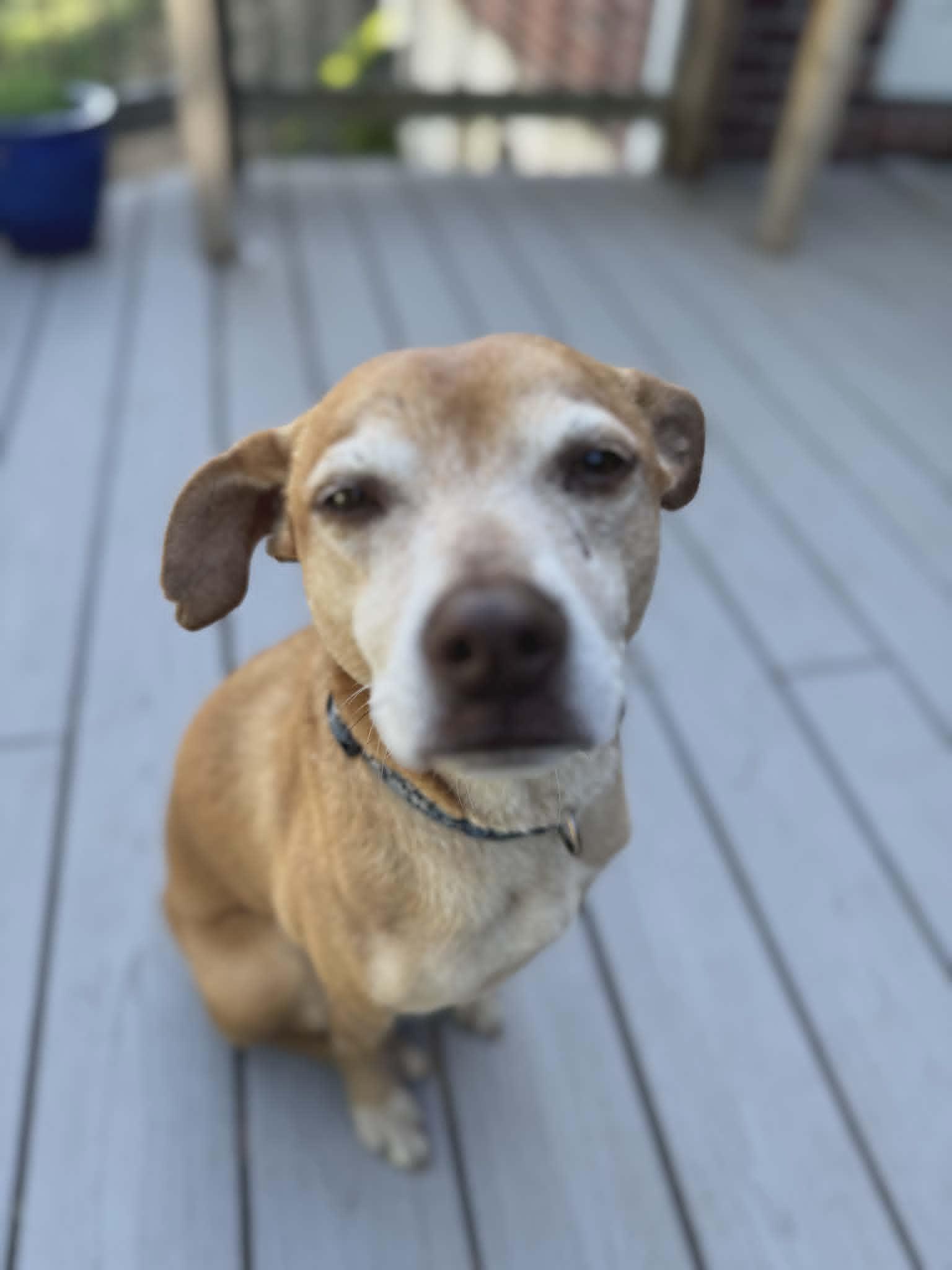 Fawn, a Adoptable mixed breed in Fort Thomas, KY image 1/3