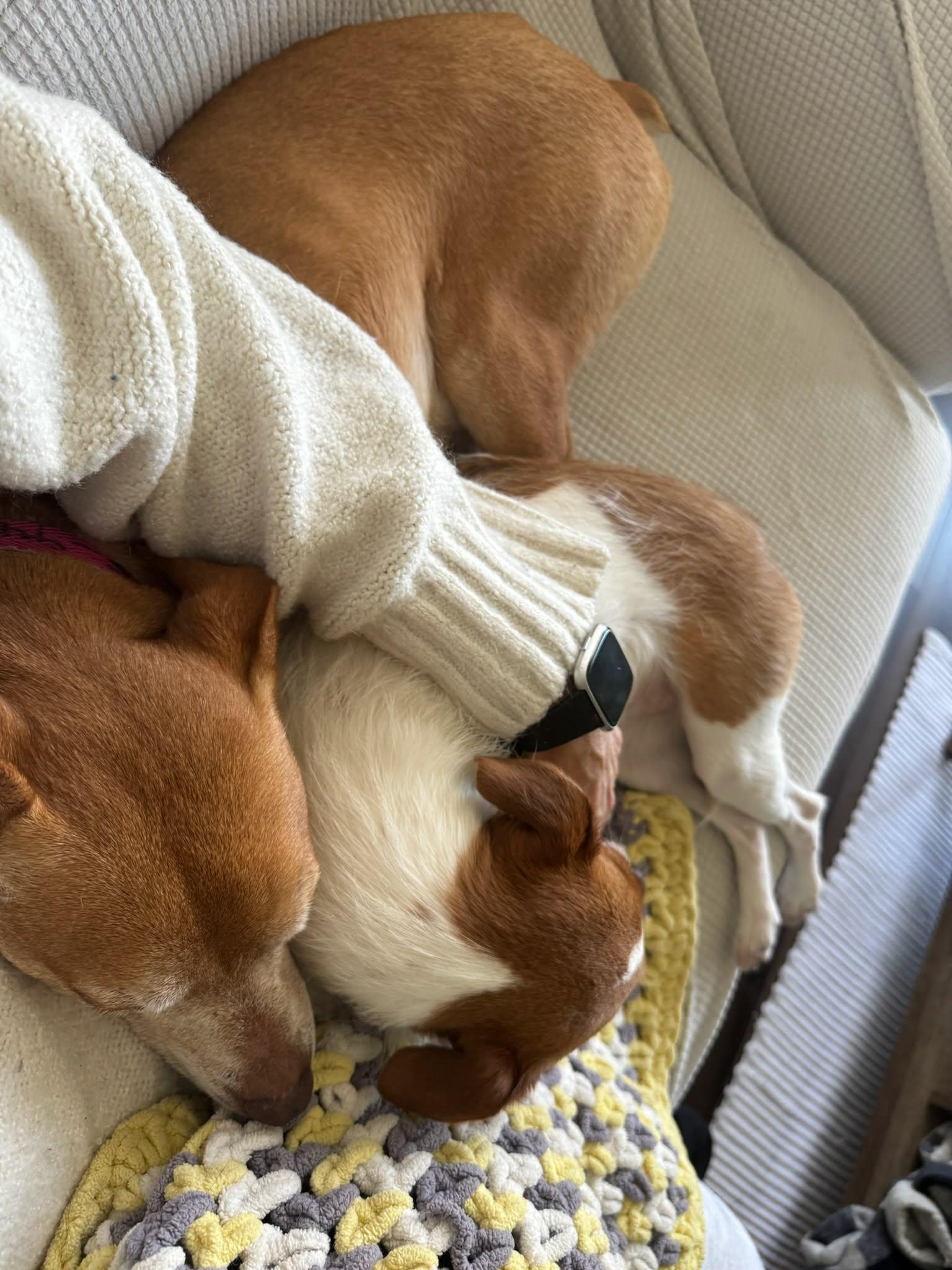 Enlarge Fawn, a Adoptable mixed breed in Fort Thomas, KY image 1/3