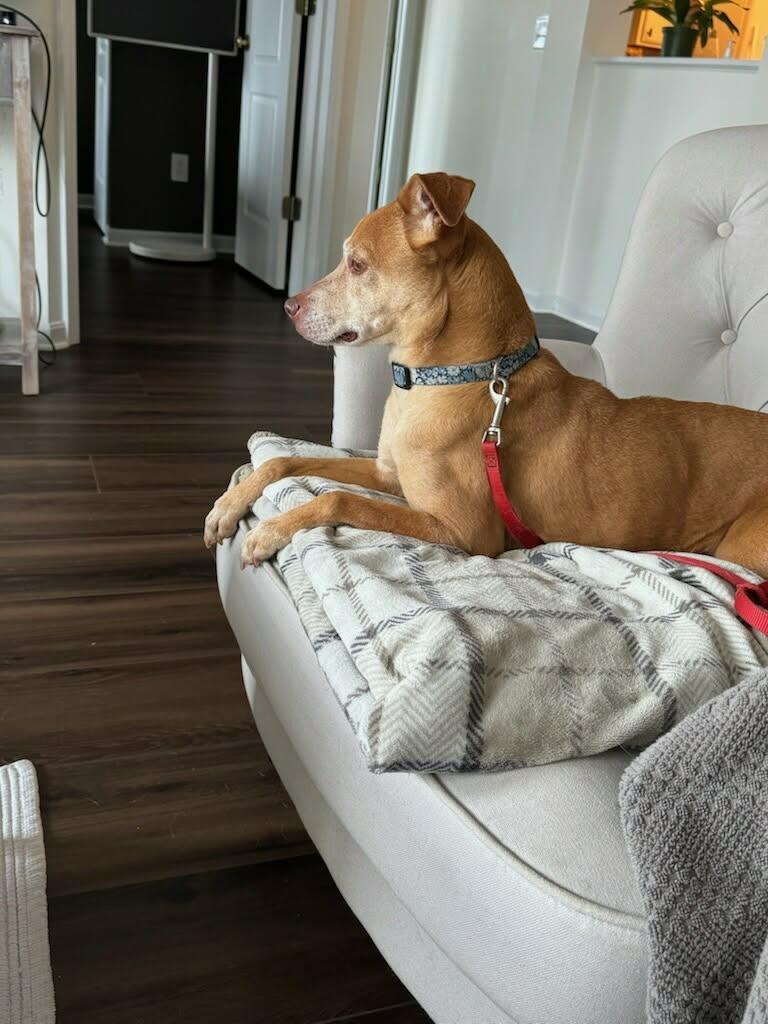 Enlarge Fawn, a Adoptable mixed breed in Fort Thomas, KY image 2/3