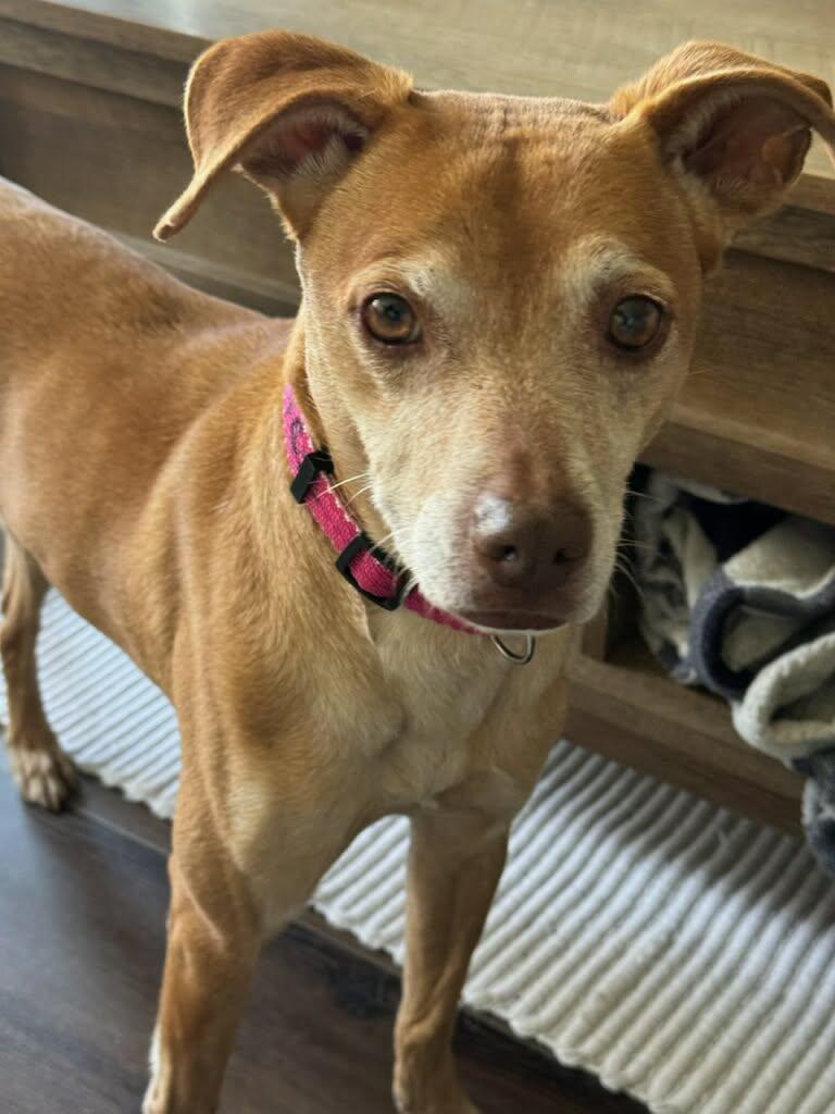 Enlarge Fawn, a Adoptable mixed breed in Fort Thomas, KY image 3/3
