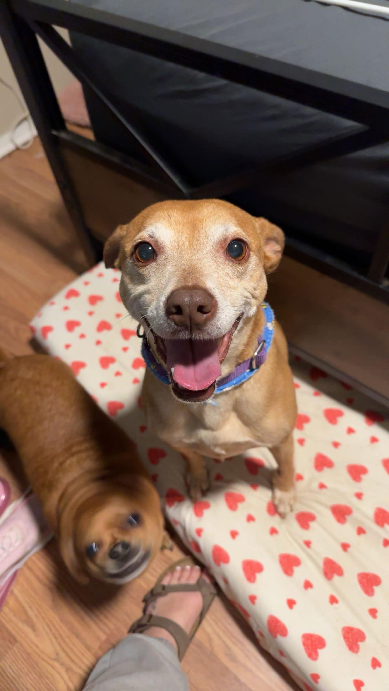 Enlarge Fawn, a Adoptable mixed breed in Fort Thomas, KY image 1/3