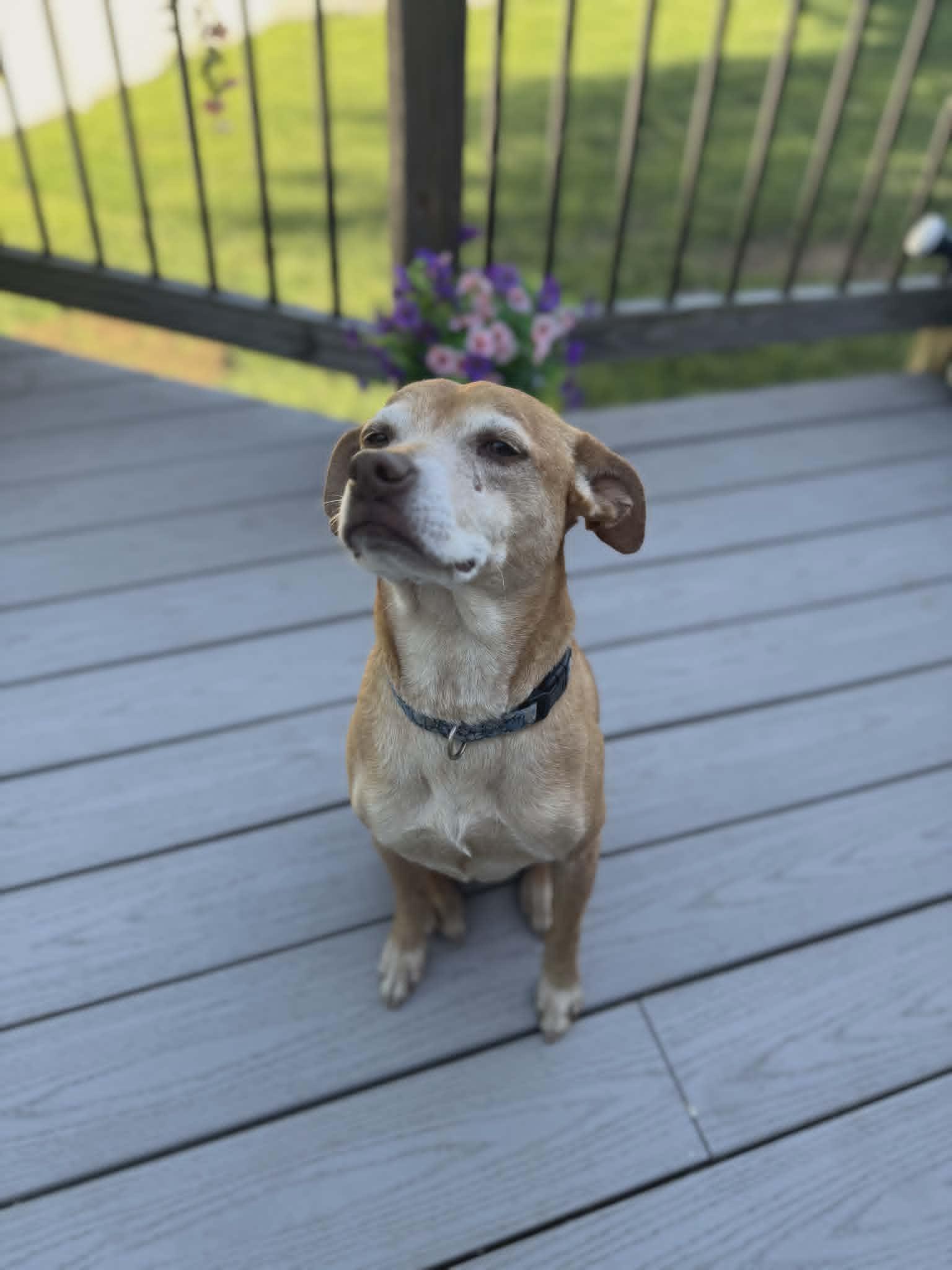 Fawn, a Adoptable mixed breed in Fort Thomas, KY image 2/3
