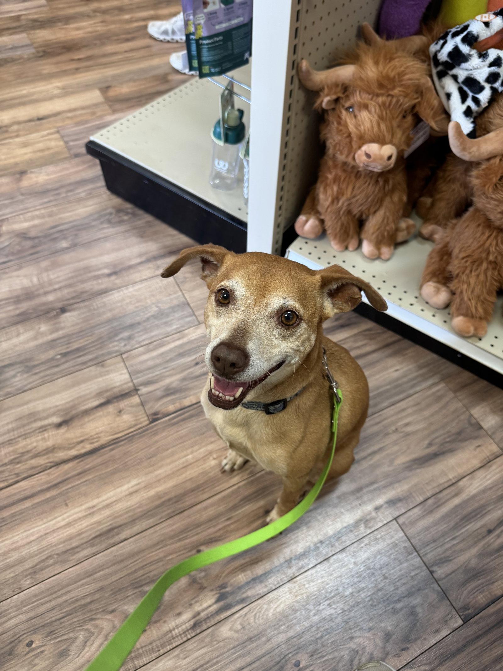Enlarge Fawn, a Adoptable mixed breed in Fort Thomas, KY image 2/3