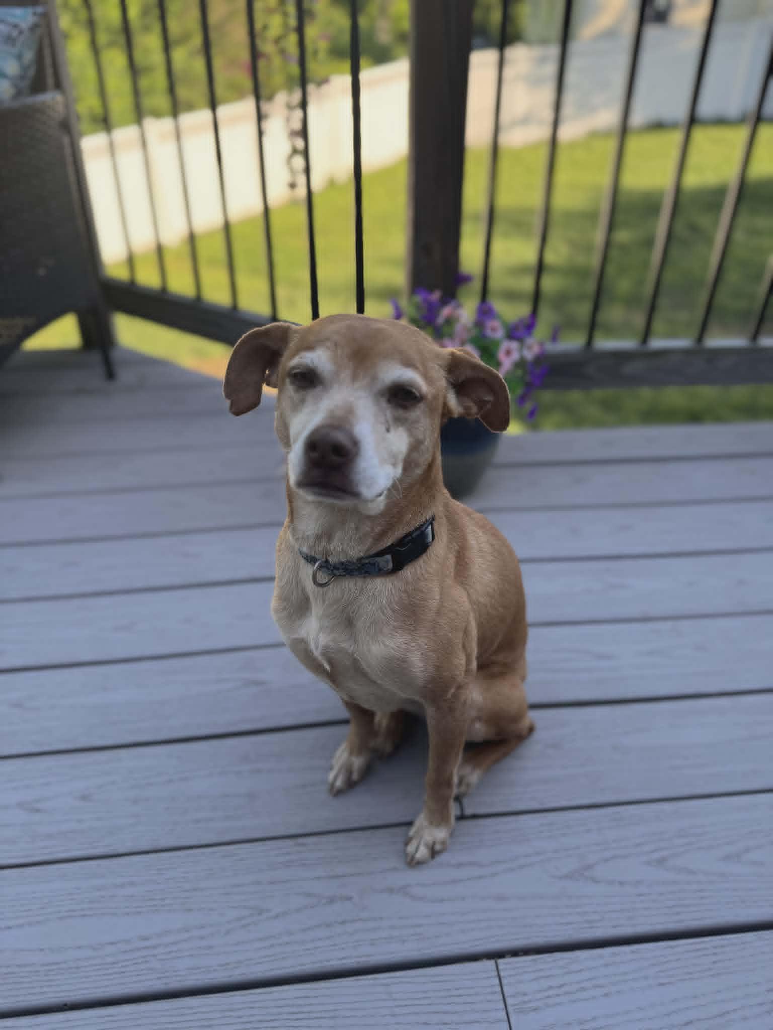 Fawn, a Adoptable mixed breed in Fort Thomas, KY image 3/3