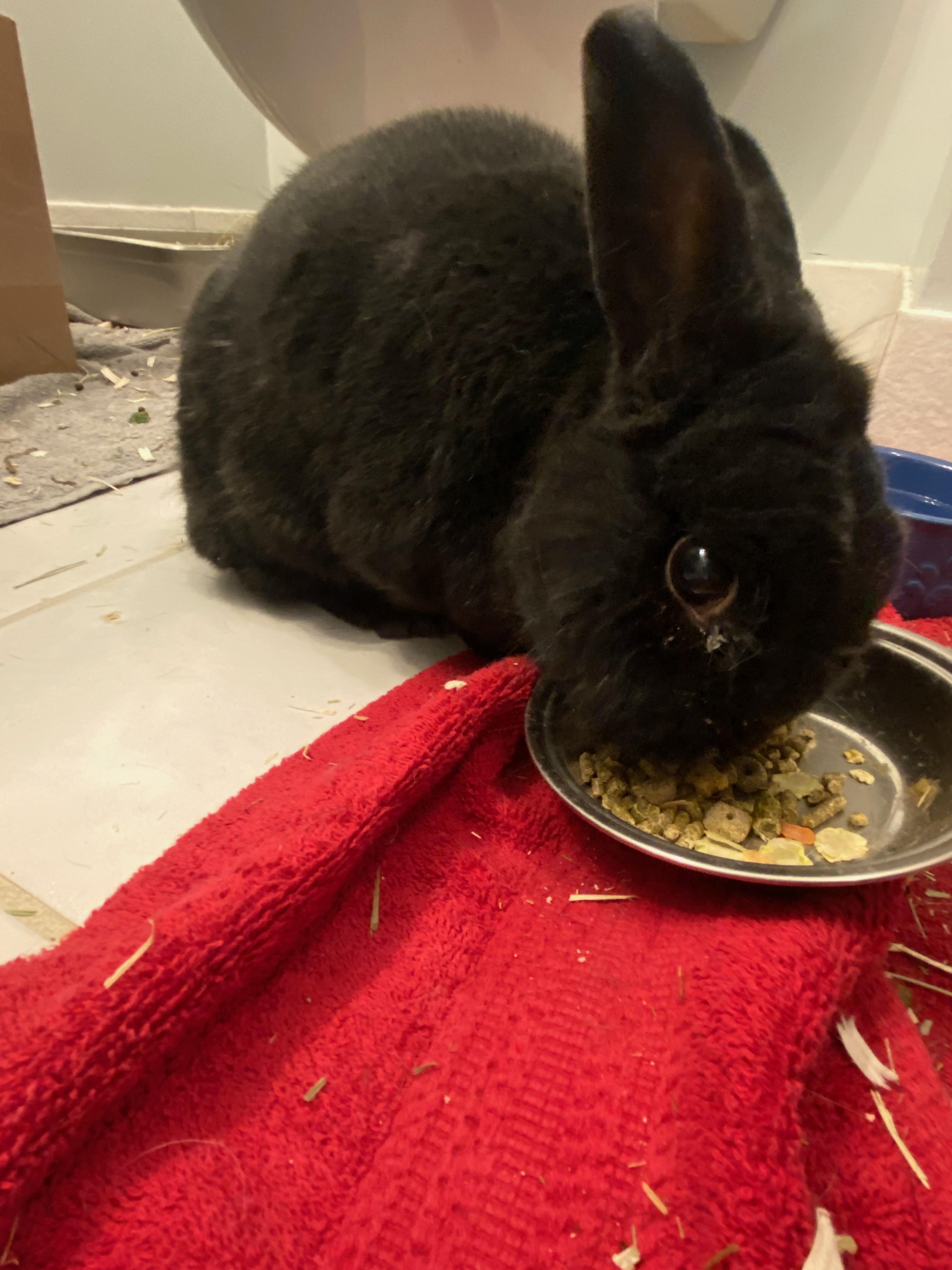 Snap, ADOPTABLE, Senior Female Havana.