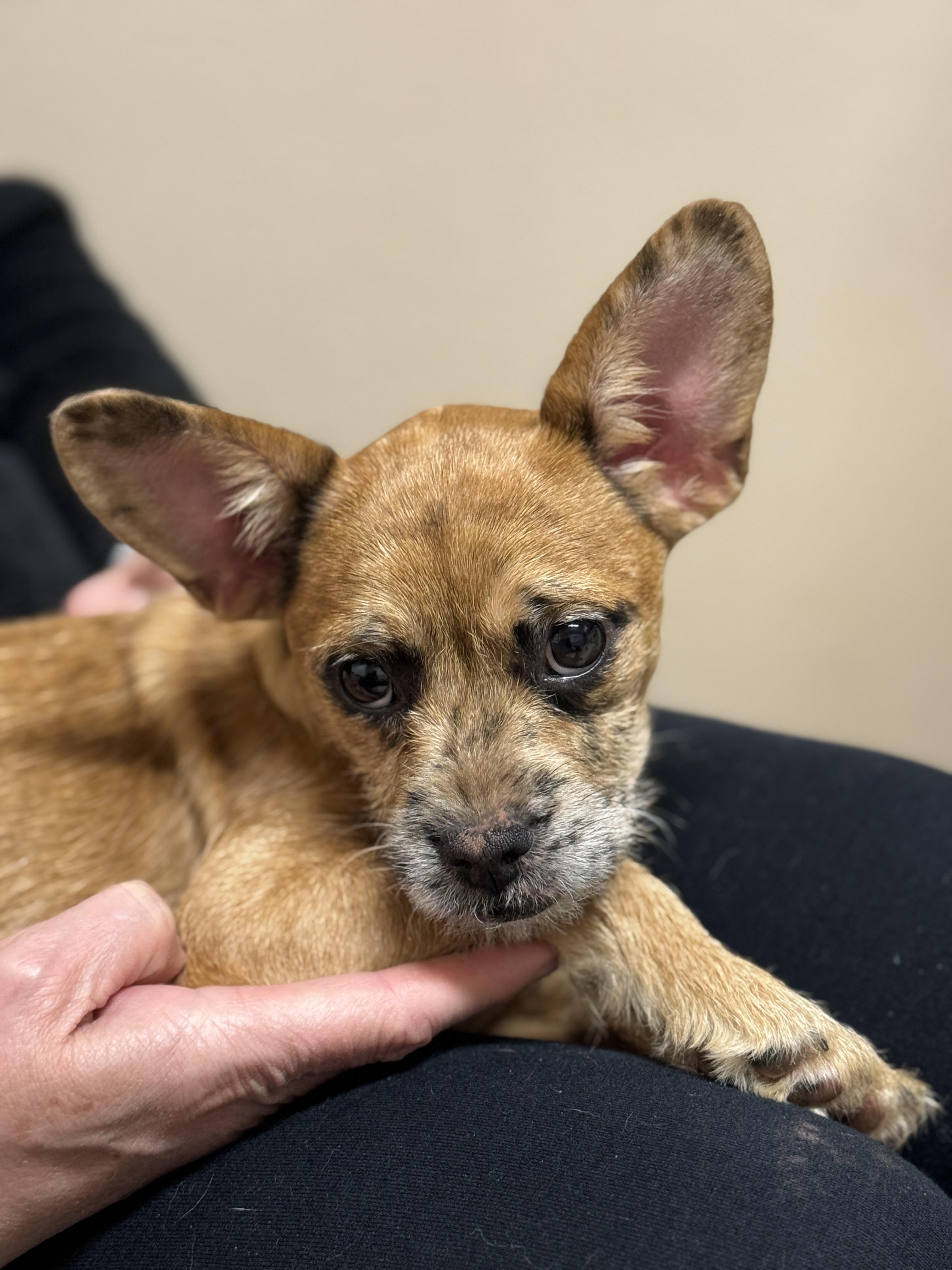Che Che, Adopted, Puppy Female Wirehaired Terrier.