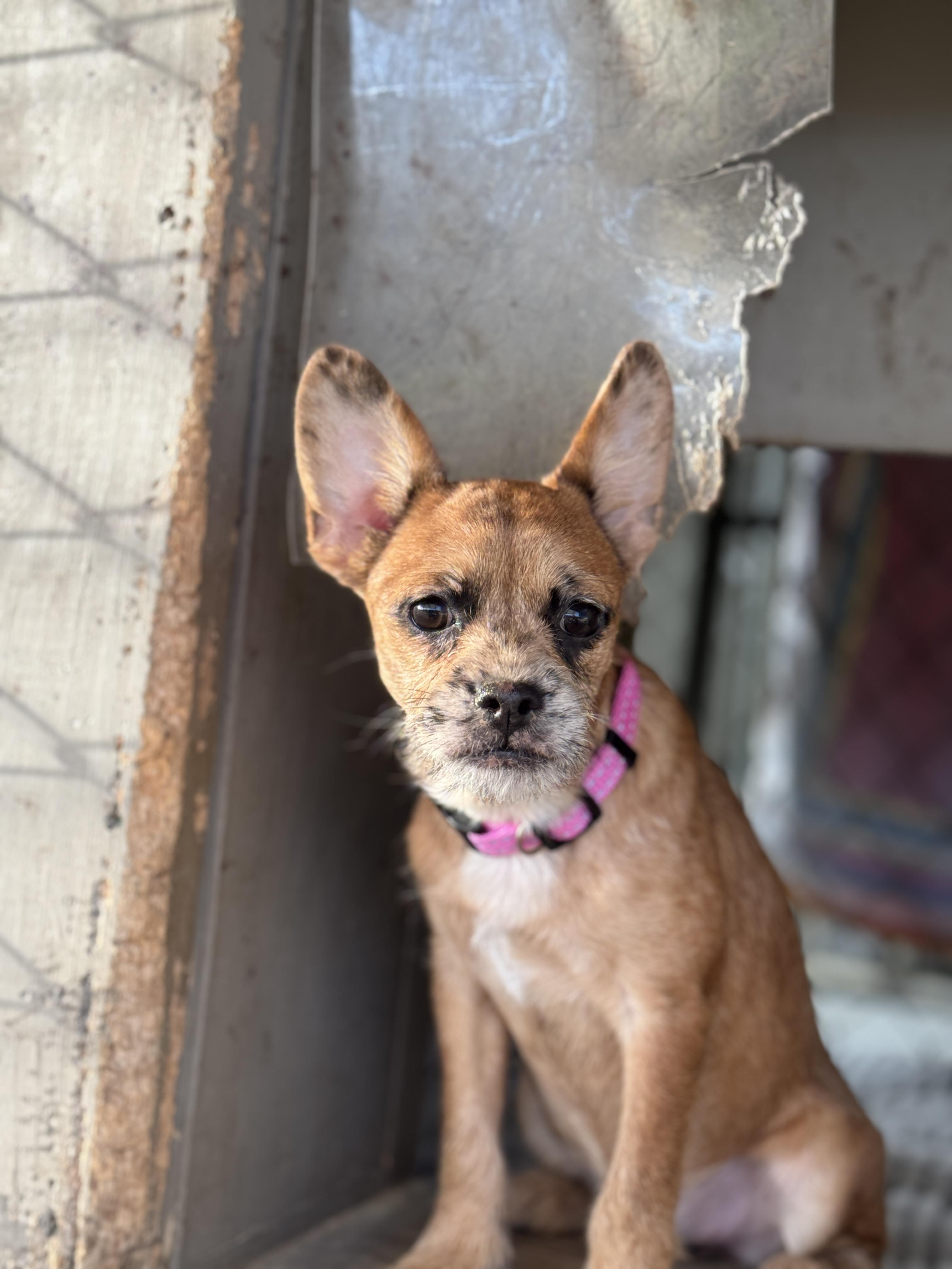 Enlarge Che Che, a Adopted mixed breed in Hawkins, TX image 2/4