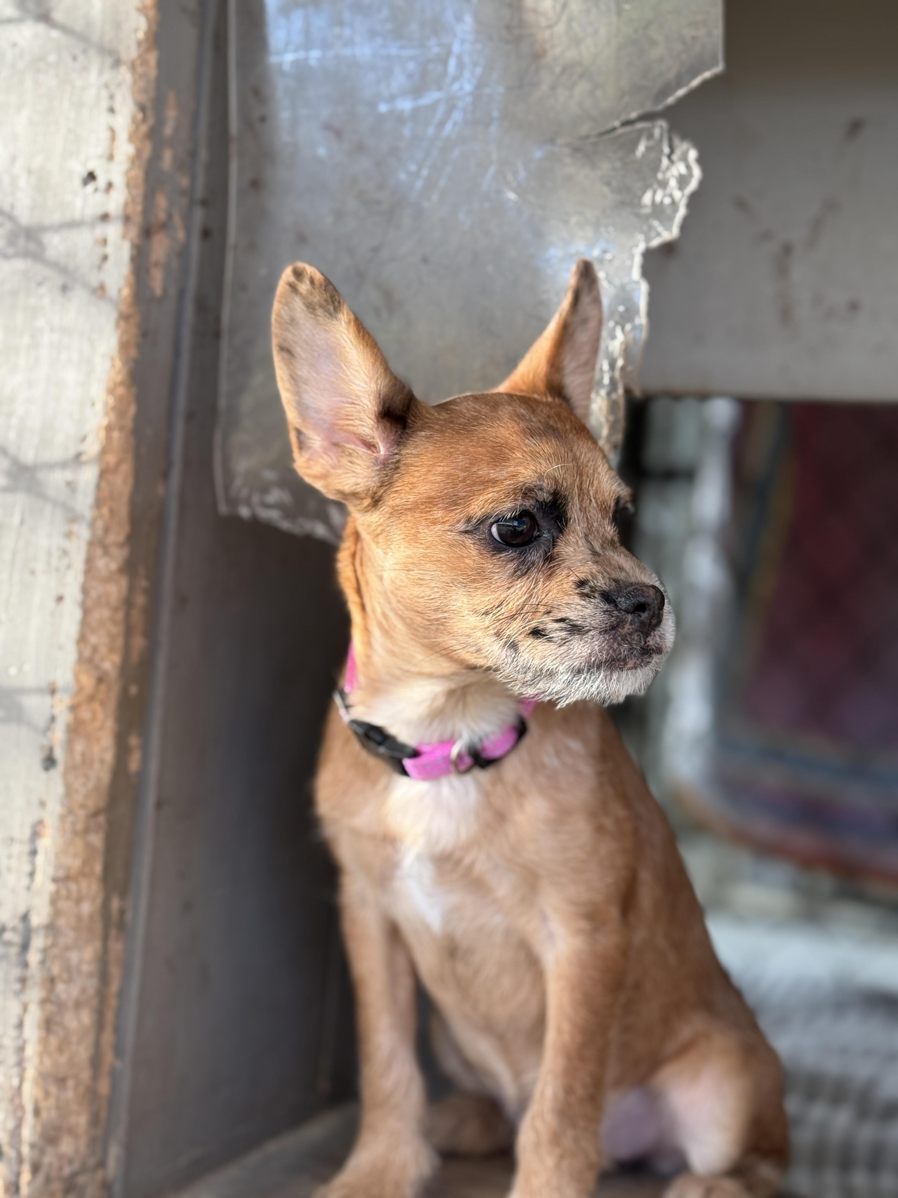 Enlarge Che Che, a Adopted mixed breed in Hawkins, TX image 3/4
