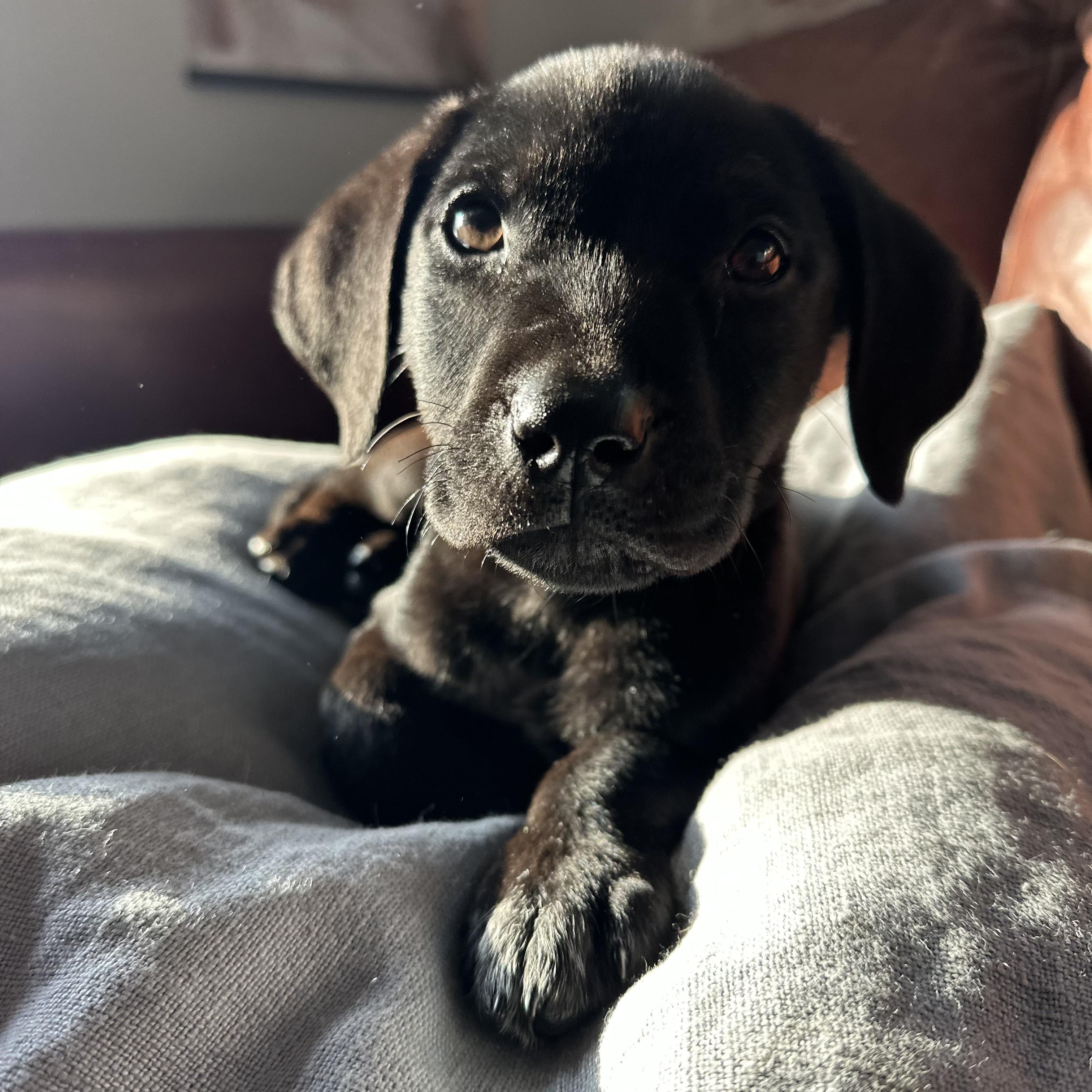 Enlarge Wrangler, an adopted mixed breed in Bernardsville, NJ image 1/3