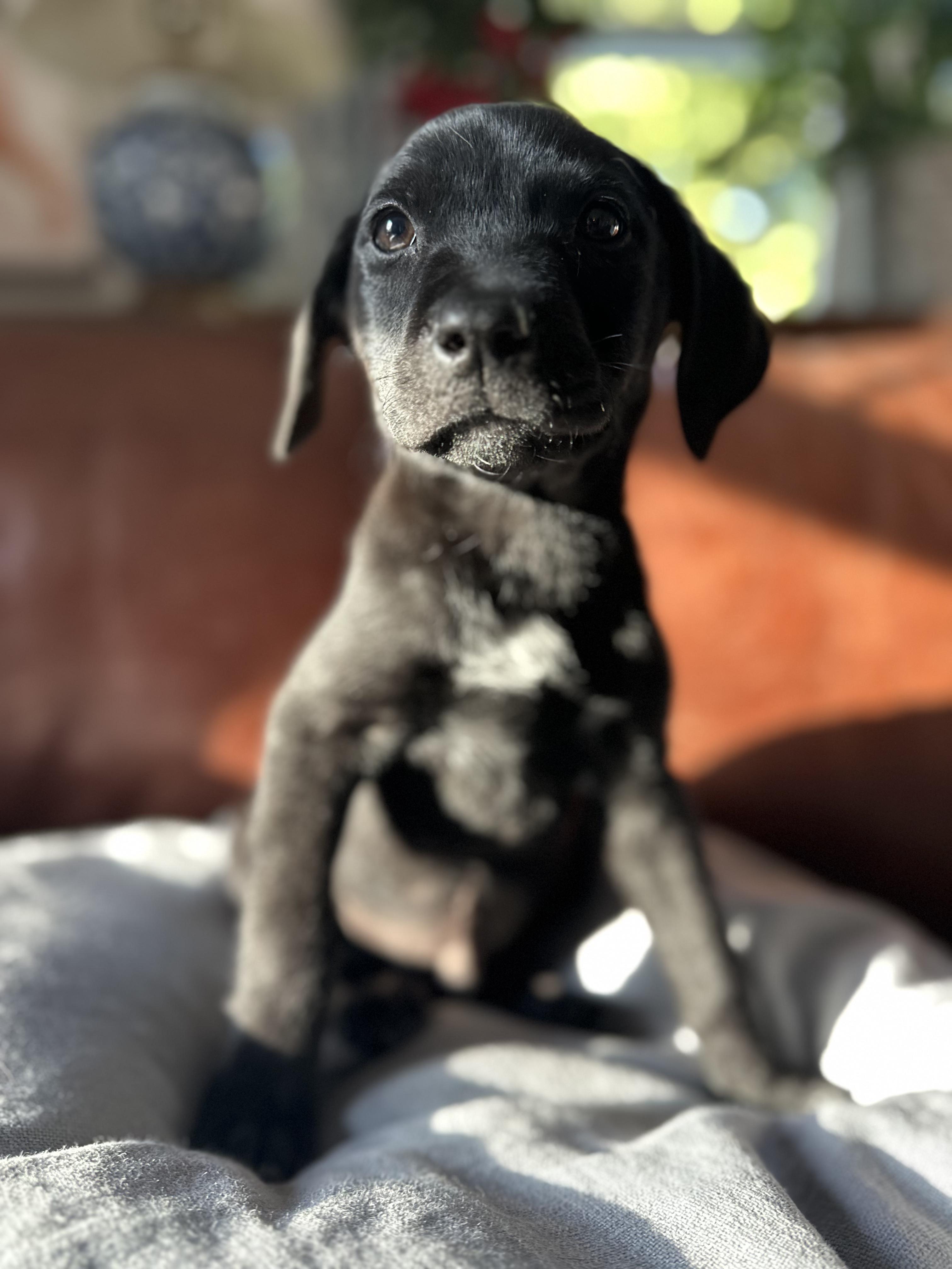 Enlarge Wrangler, an adopted mixed breed in Bernardsville, NJ image 2/3