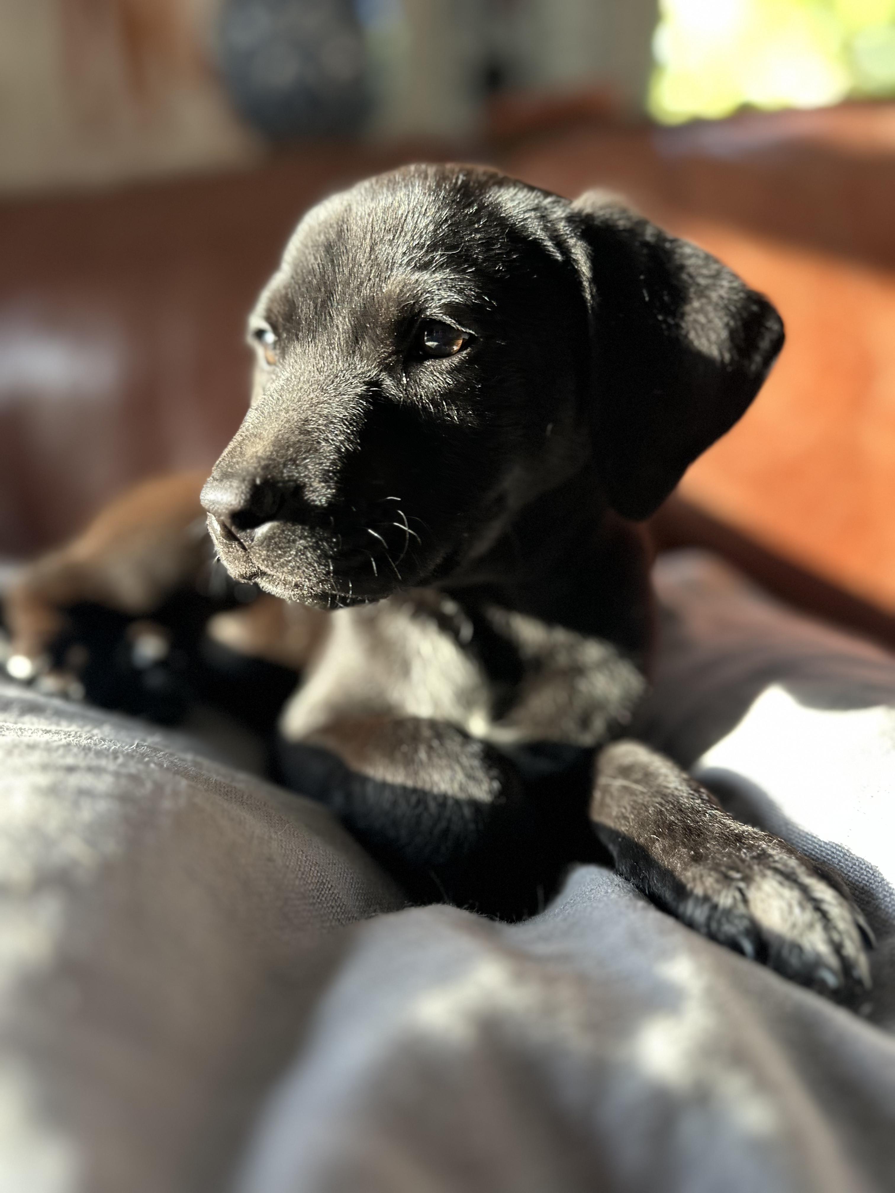Enlarge Wrangler, an adopted mixed breed in Bernardsville, NJ image 3/3