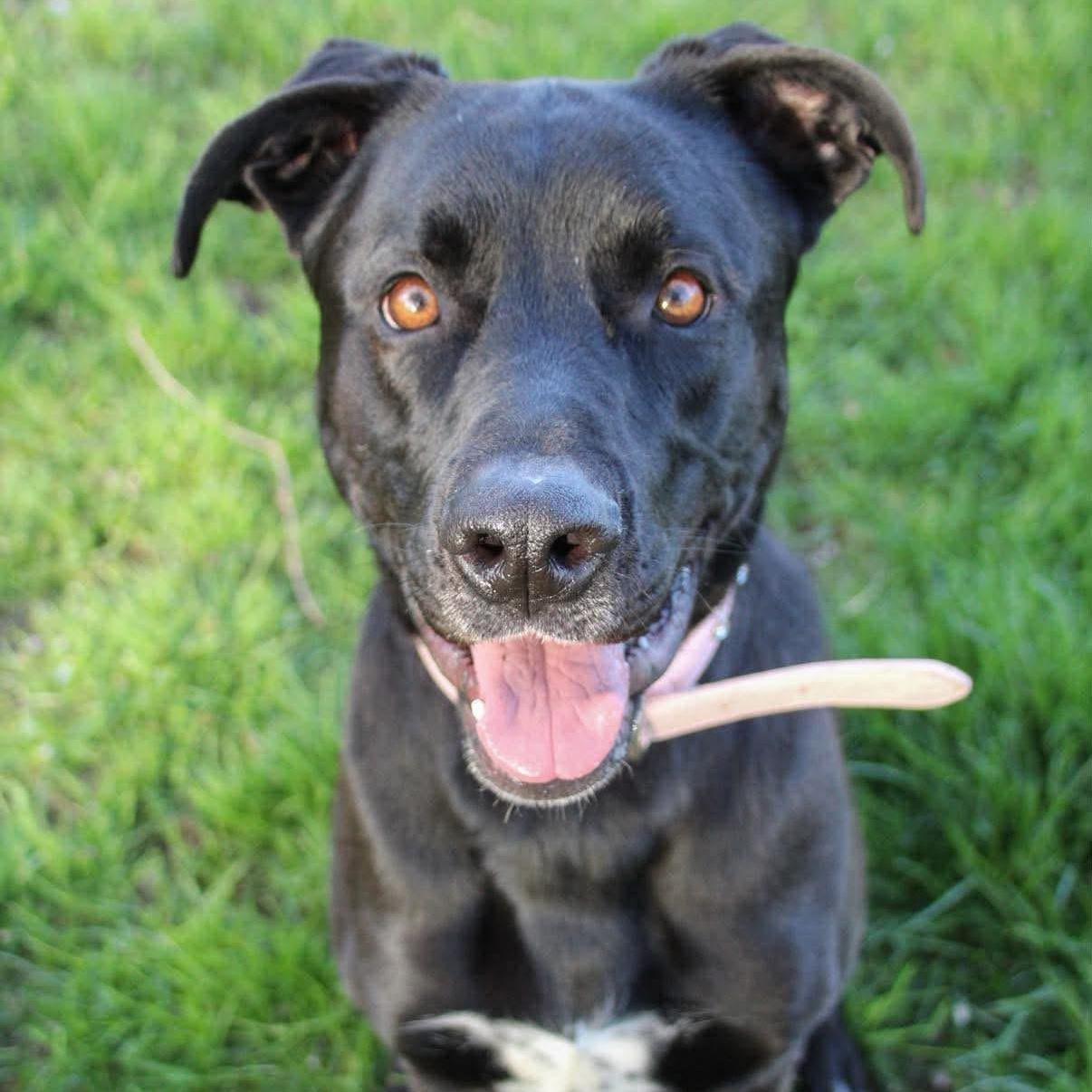 Enlarge Piper, a ADOPTABLE mixed breed in Rochester, NY image 5/5