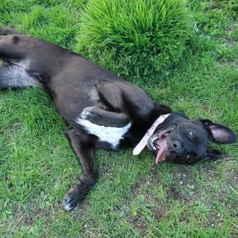 Enlarge Piper, a ADOPTABLE mixed breed in Rochester, NY image 2/5