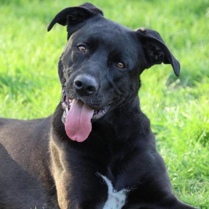 Enlarge Piper, a ADOPTABLE mixed breed in Rochester, NY image 3/5