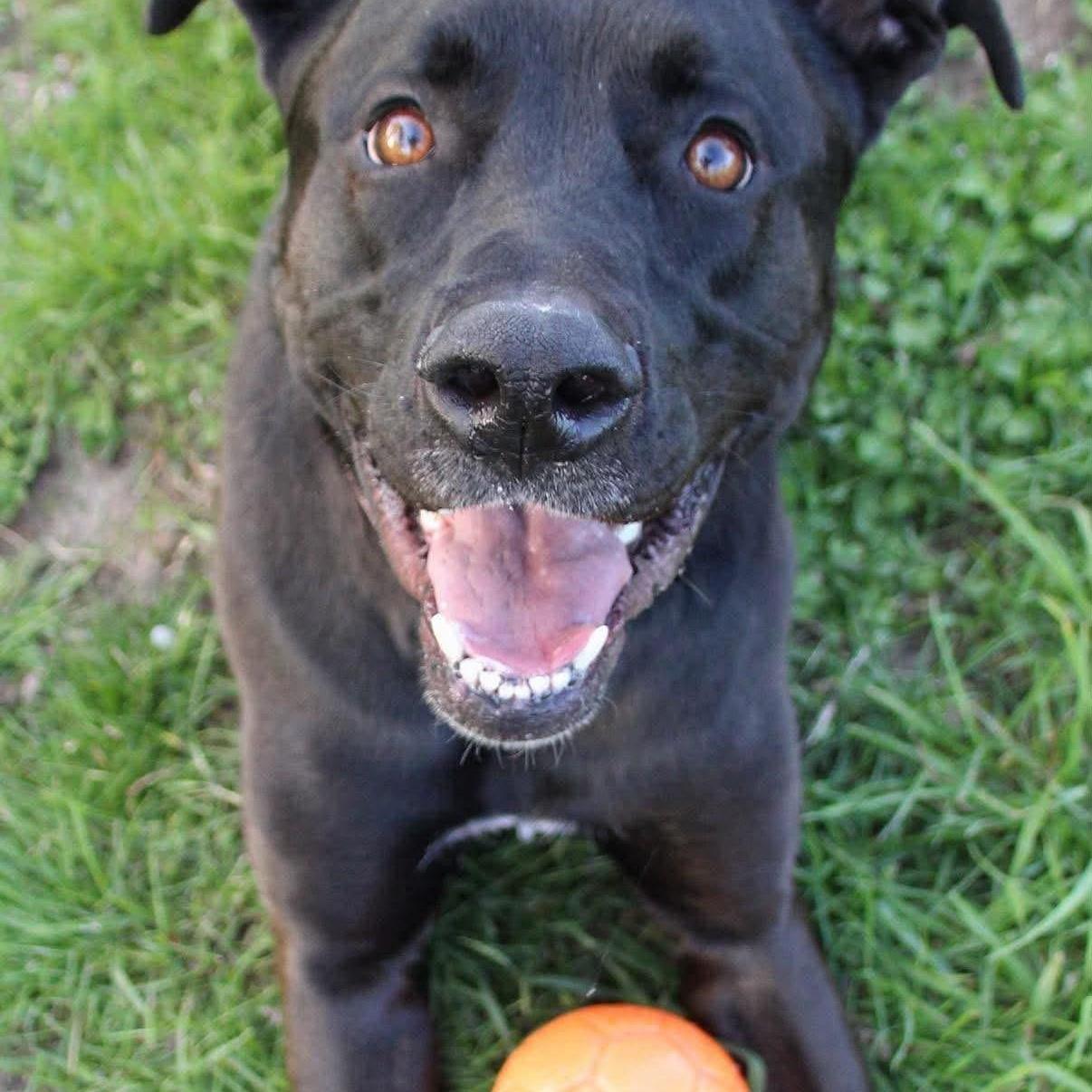 Piper, ADOPTABLE, Young Female German Shepherd Dog & Labrador Retriever.
