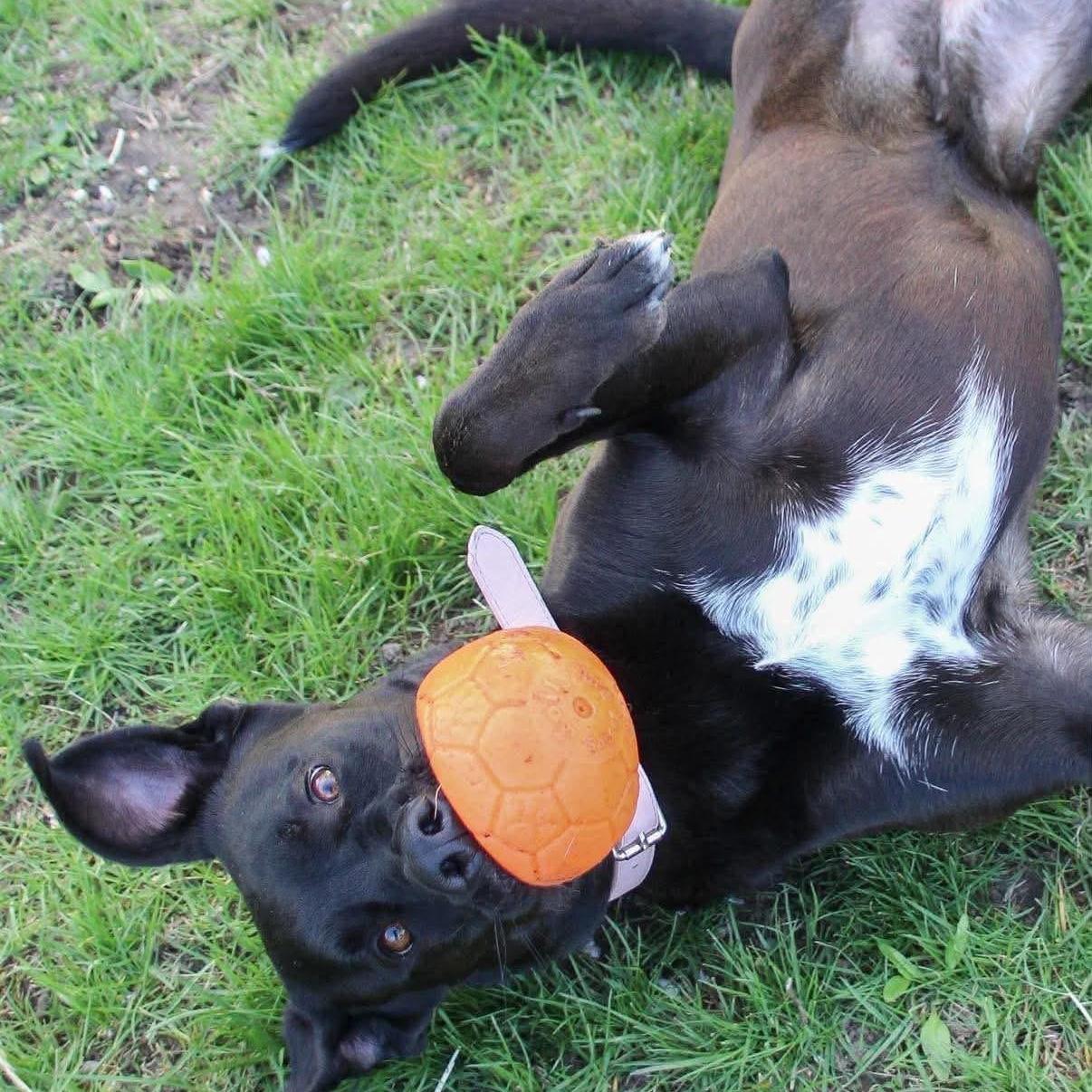 Enlarge Piper, a ADOPTABLE mixed breed in Rochester, NY image 4/5