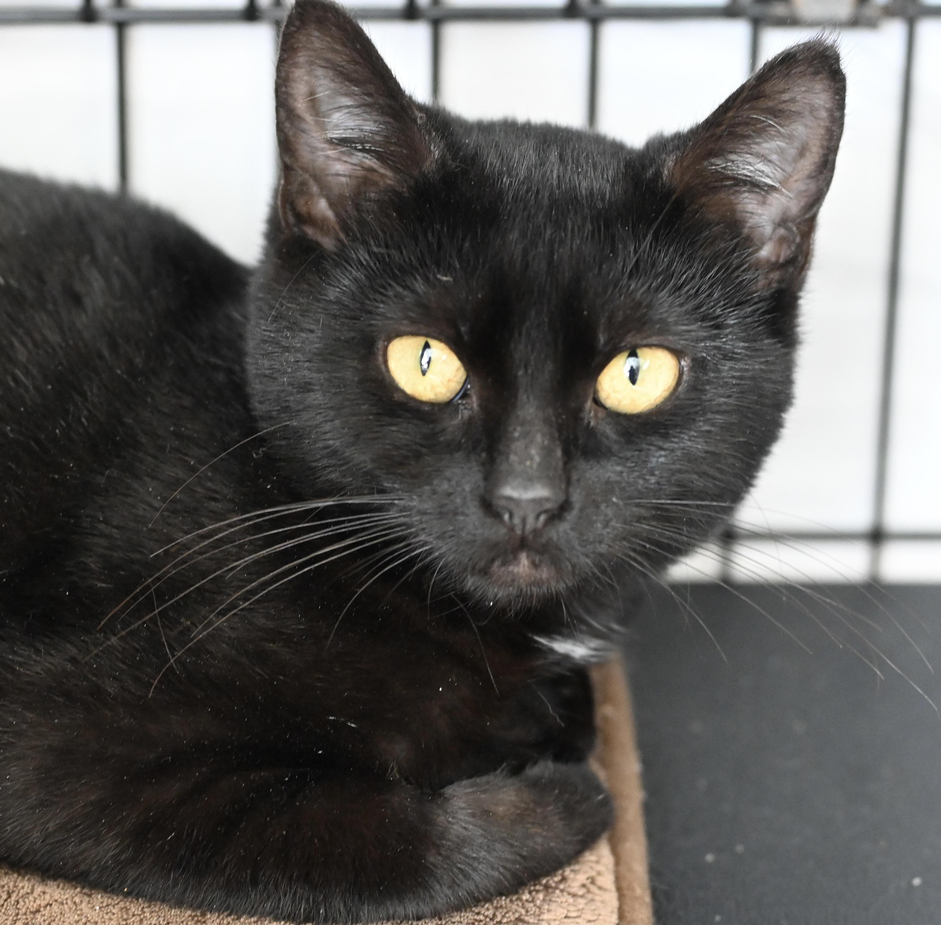 Enlarge Clarence "Goodwill", a Adopted Domestic Short Hair in Florence, OR image 1/1