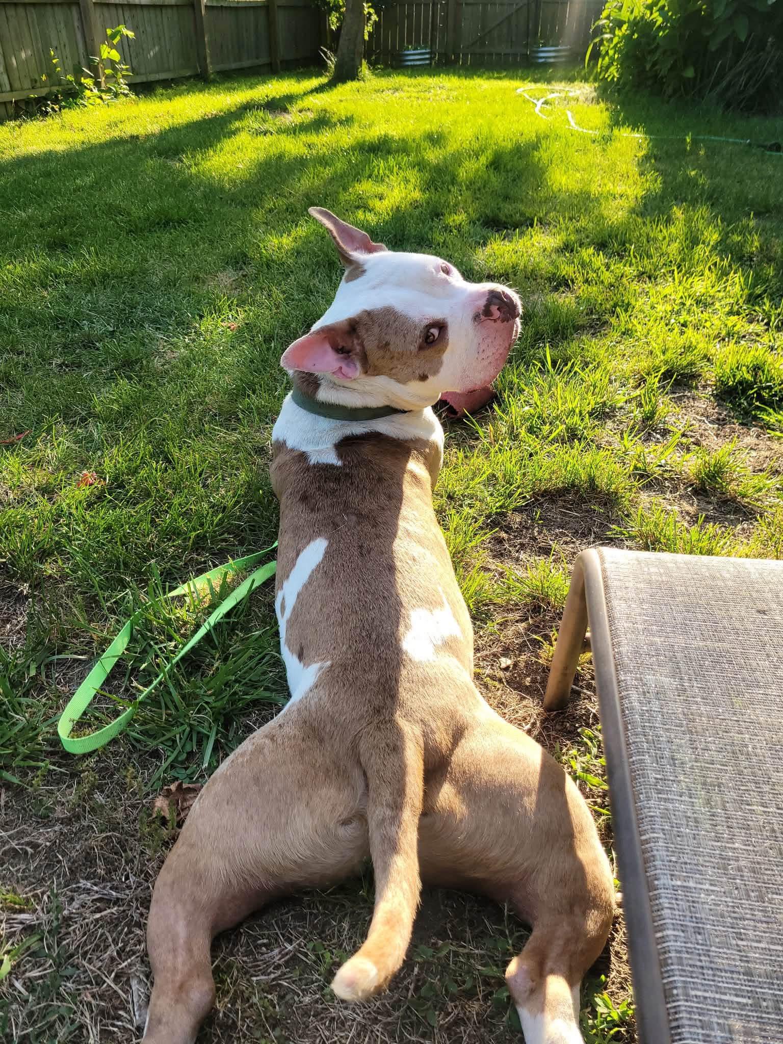 Enlarge Archie, a ADOPTABLE mixed breed in Jackson , NJ image 6/6