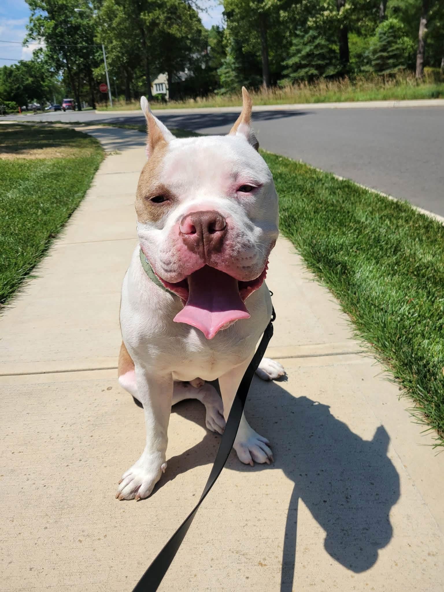 Enlarge Archie, a ADOPTABLE mixed breed in Jackson , NJ image 3/6