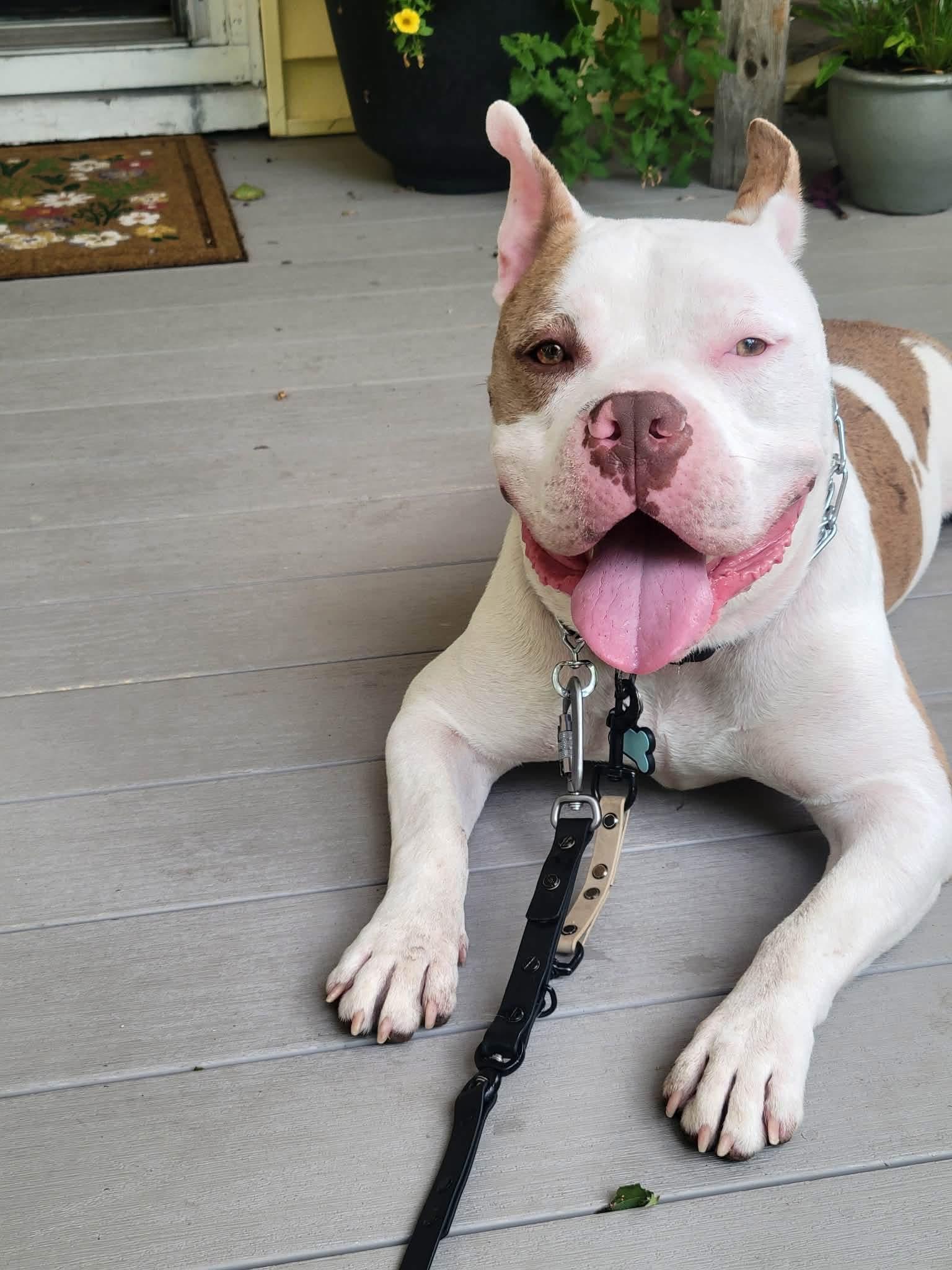 Enlarge Archie, a ADOPTABLE mixed breed in Jackson , NJ image 4/6