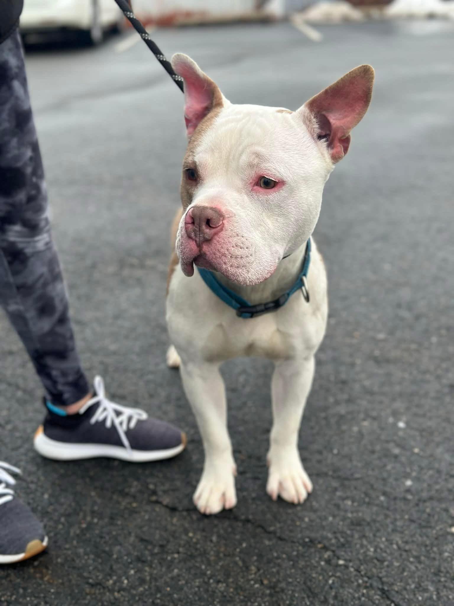 Enlarge Archie, a ADOPTABLE mixed breed in Jackson , NJ image 1/3