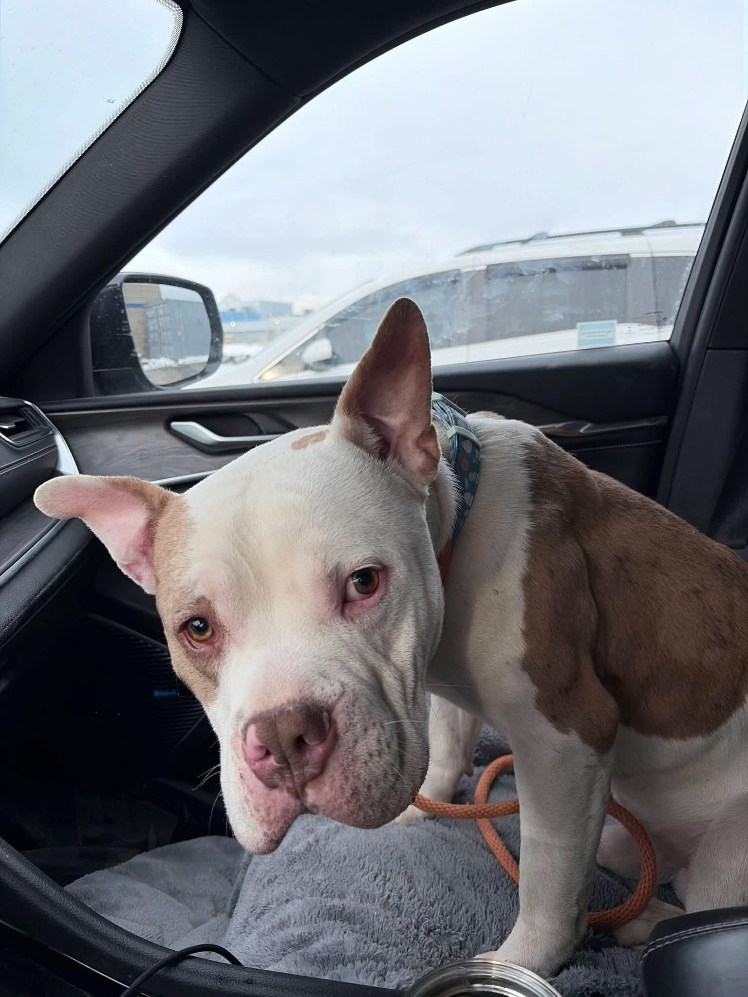 Enlarge Archie, a ADOPTABLE mixed breed in Jackson , NJ image 3/3