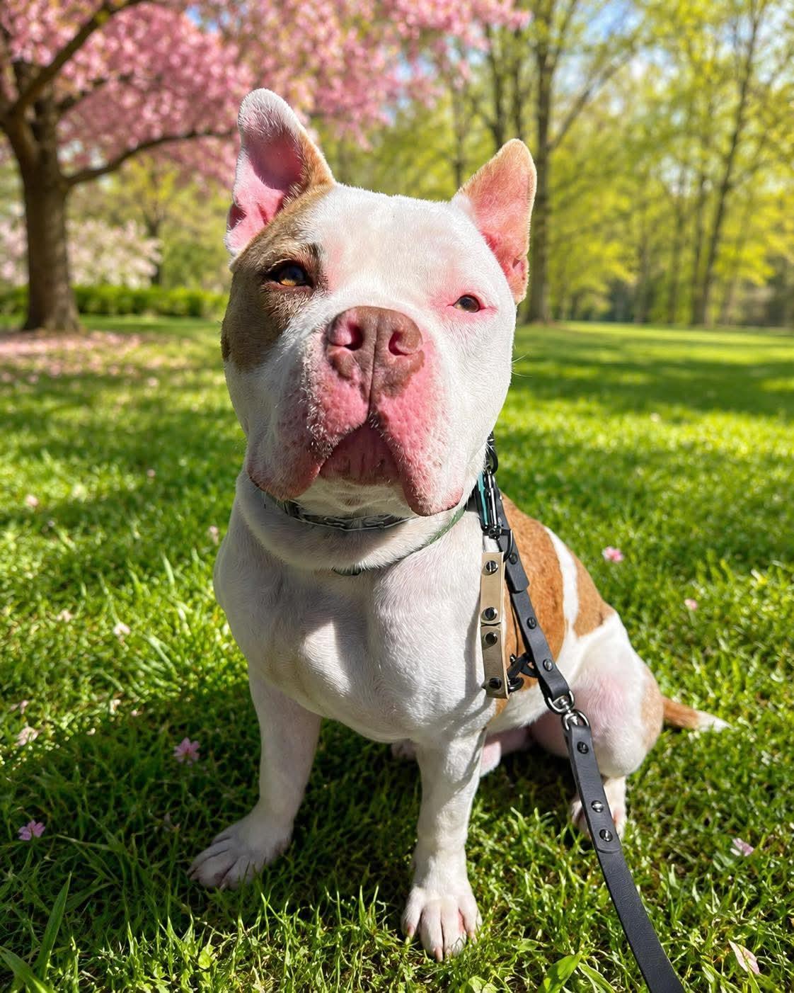 Archie, ADOPTABLE, Young Male Pit Bull Terrier.