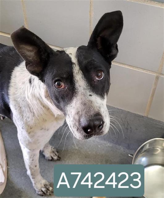 MAUI, Adoptable, Adult Female American Staffordshire Terrier.