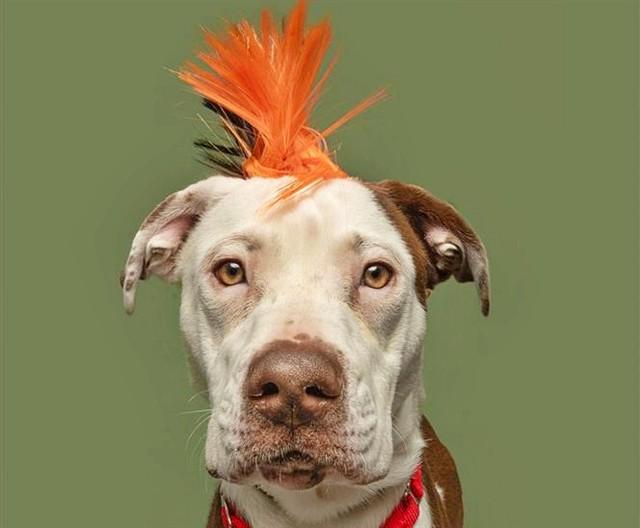 LIL JAKE, Adoptable, Young Male Pit Bull Terrier.