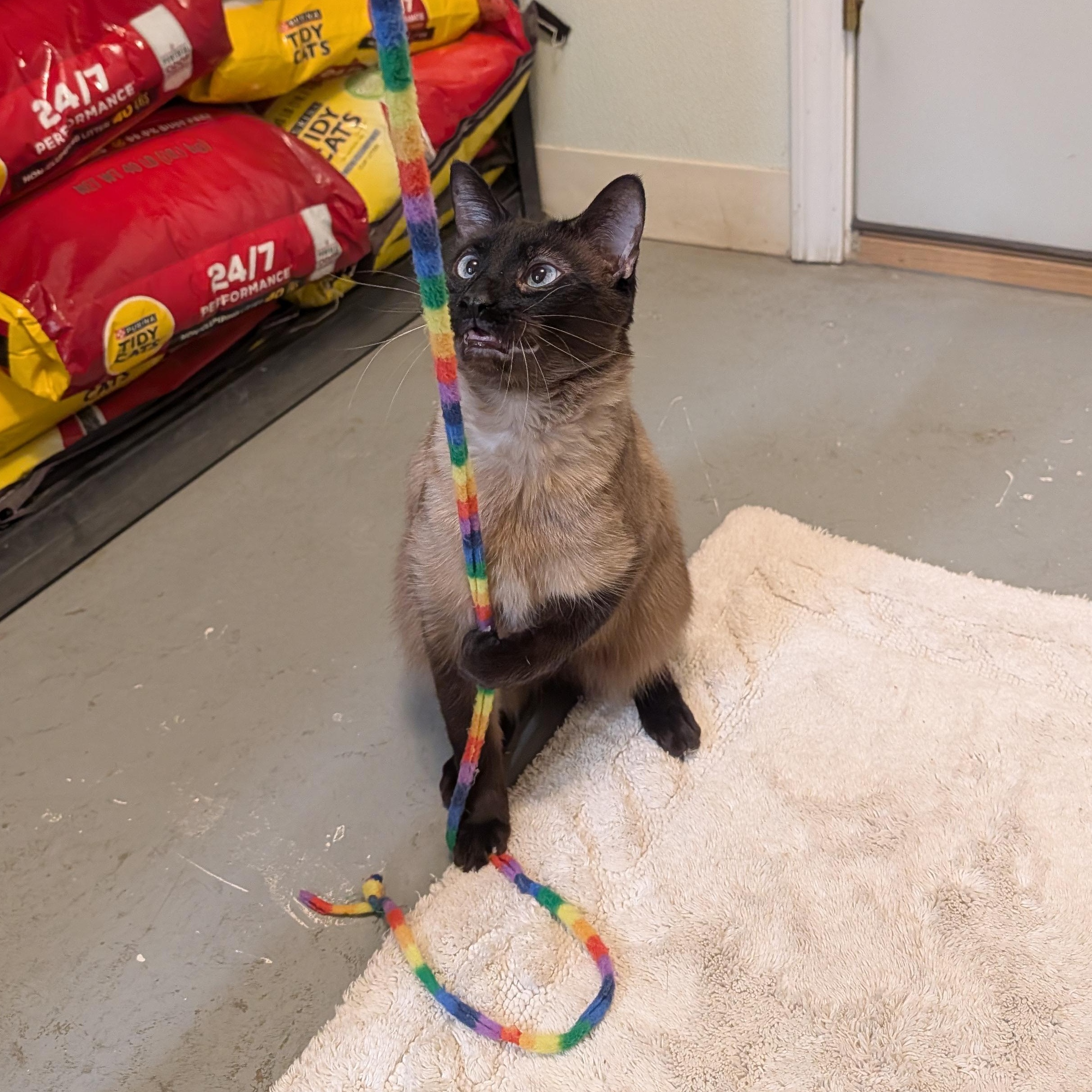 Enlarge Jinx, a ADOPTABLE mixed breed in Manistique, MI image 1/3