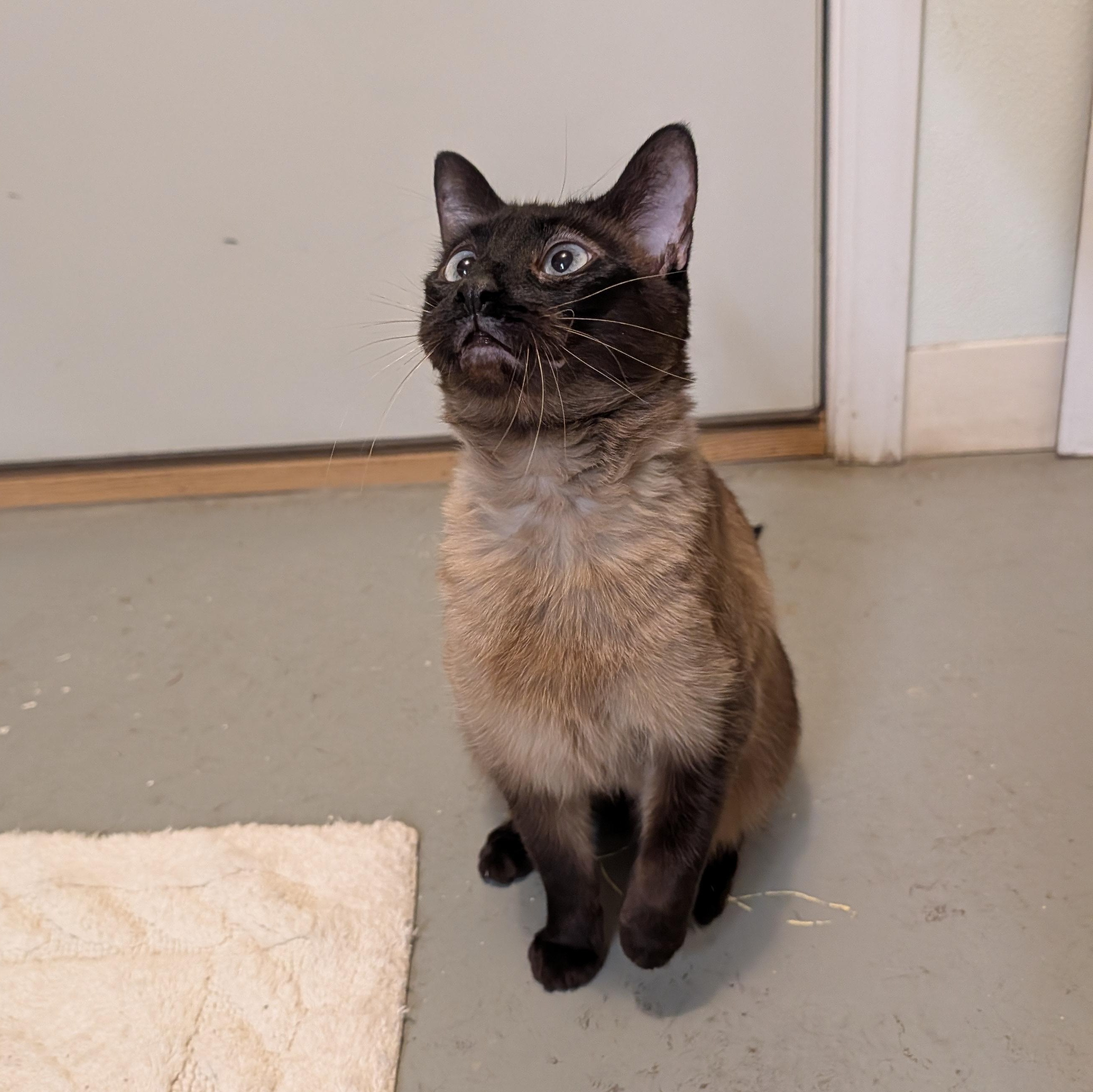 Enlarge Jinx, a ADOPTABLE mixed breed in Manistique, MI image 3/3