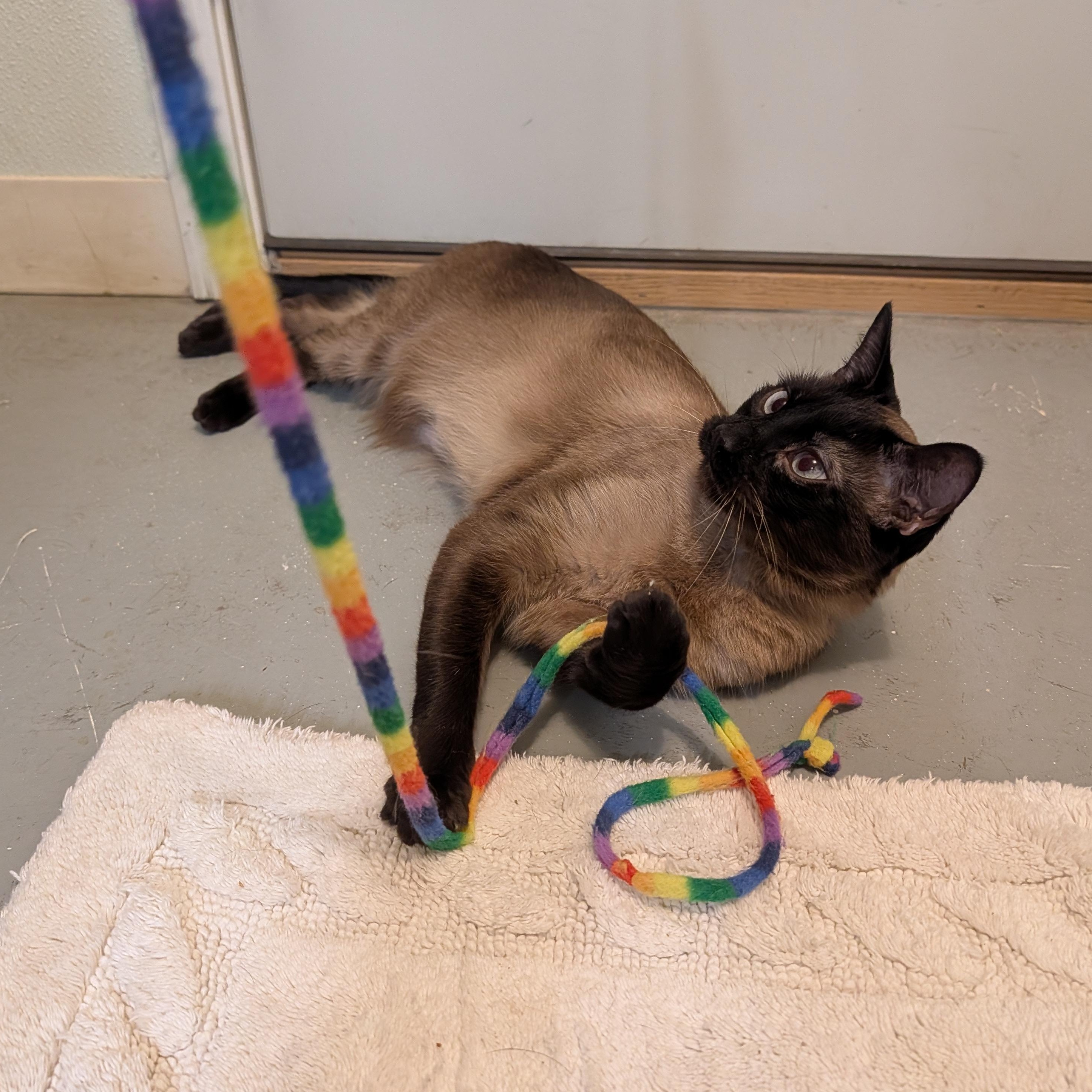 Enlarge Jinx, a ADOPTABLE mixed breed in Manistique, MI image 2/3