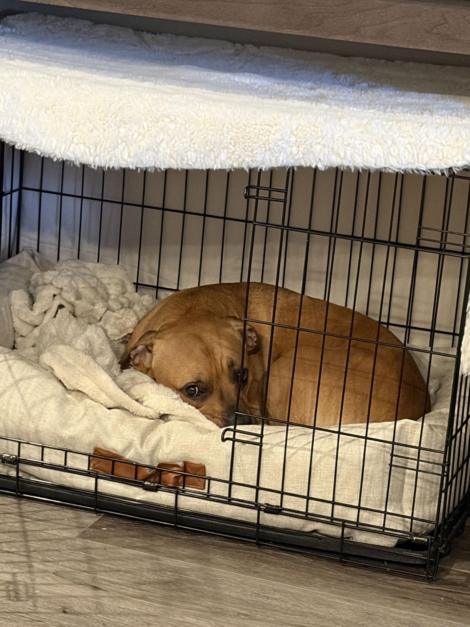 Enlarge Kona, a Adoptable Boxer in Fort Collins, CO image 1/3