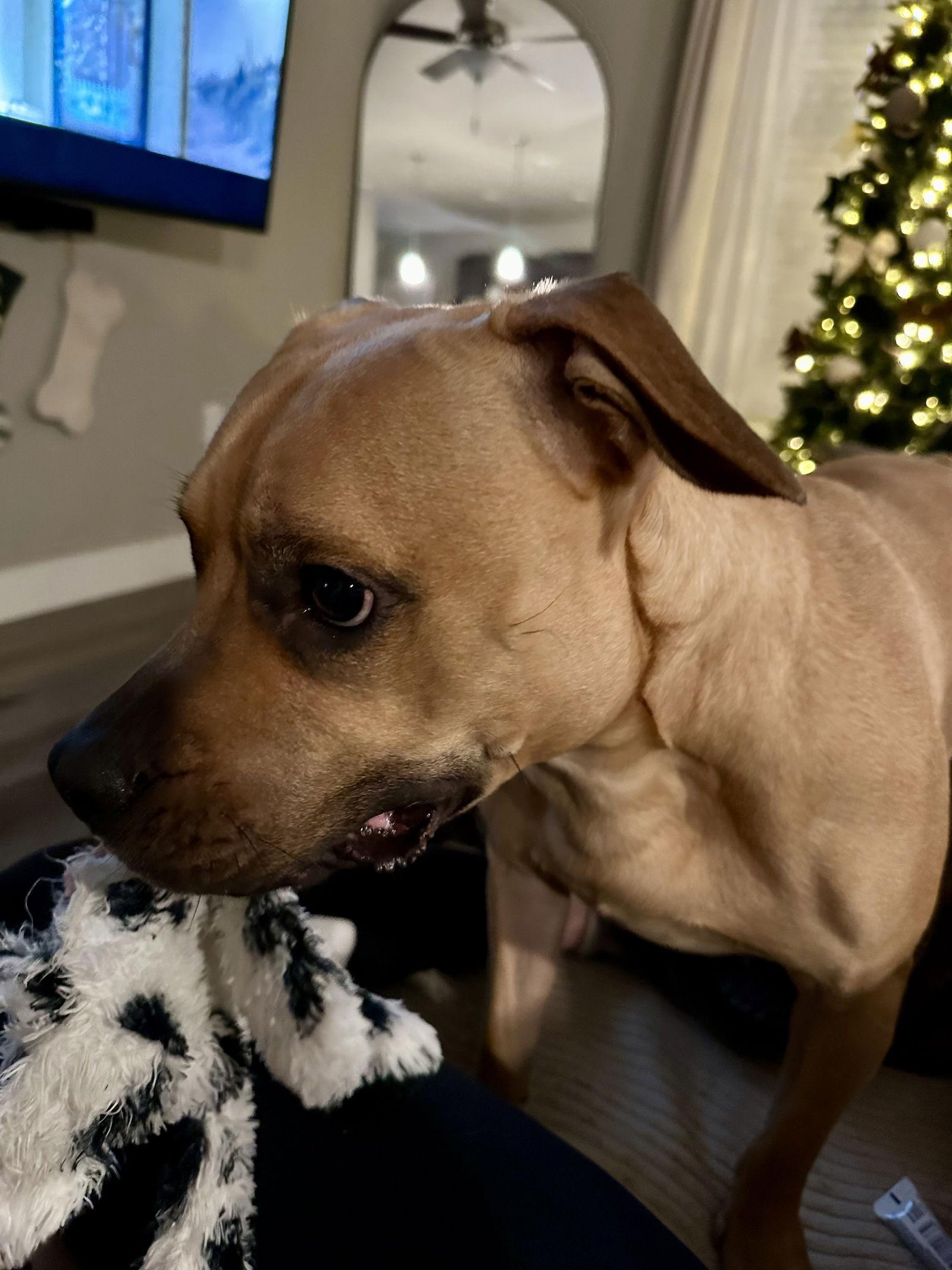 Enlarge Kona, a Adoptable Boxer in Fort Collins, CO image 2/3
