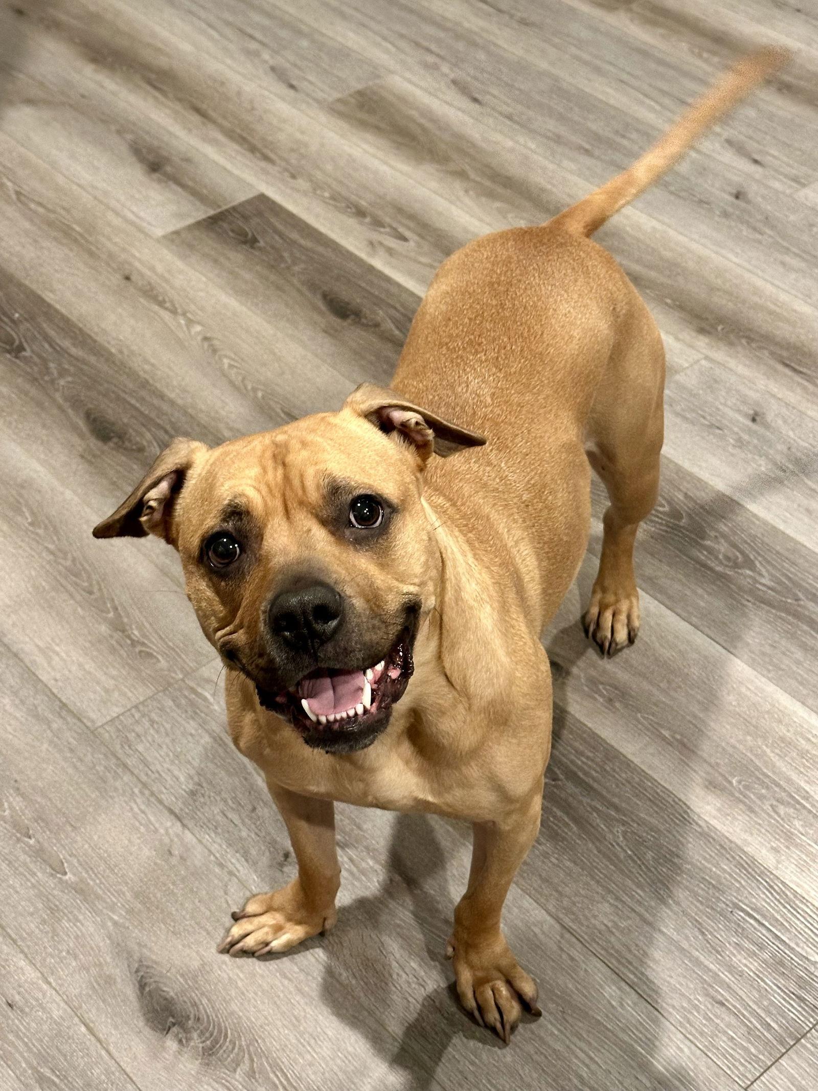 Enlarge Kona, a Adoptable Boxer in Fort Collins, CO image 3/3