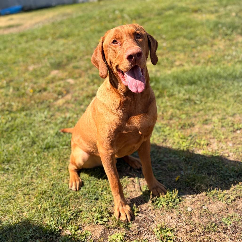 Rufus, Adoptable, Adult Male Mixed Breed.