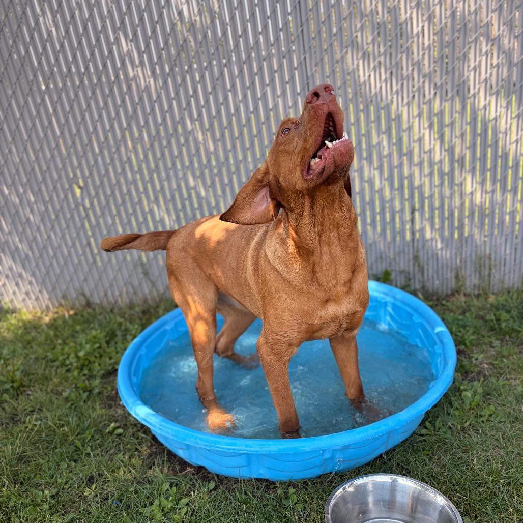 Enlarge Rufus, a Adoptable Mixed Breed in Spokane, WA image 3/6