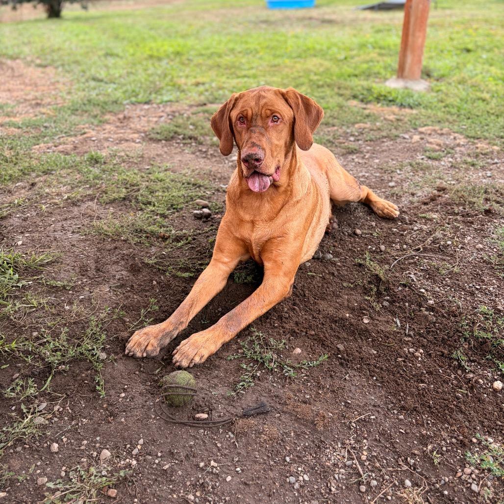 Enlarge Rufus, a Adoptable Mixed Breed in Spokane, WA image 4/6