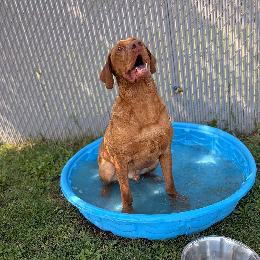 Enlarge Rufus, a Adoptable Mixed Breed in Spokane, WA image 5/6