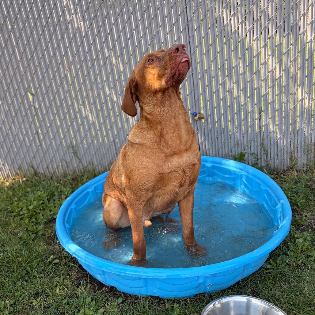 Enlarge Rufus, a Adoptable Mixed Breed in Spokane, WA image 6/6