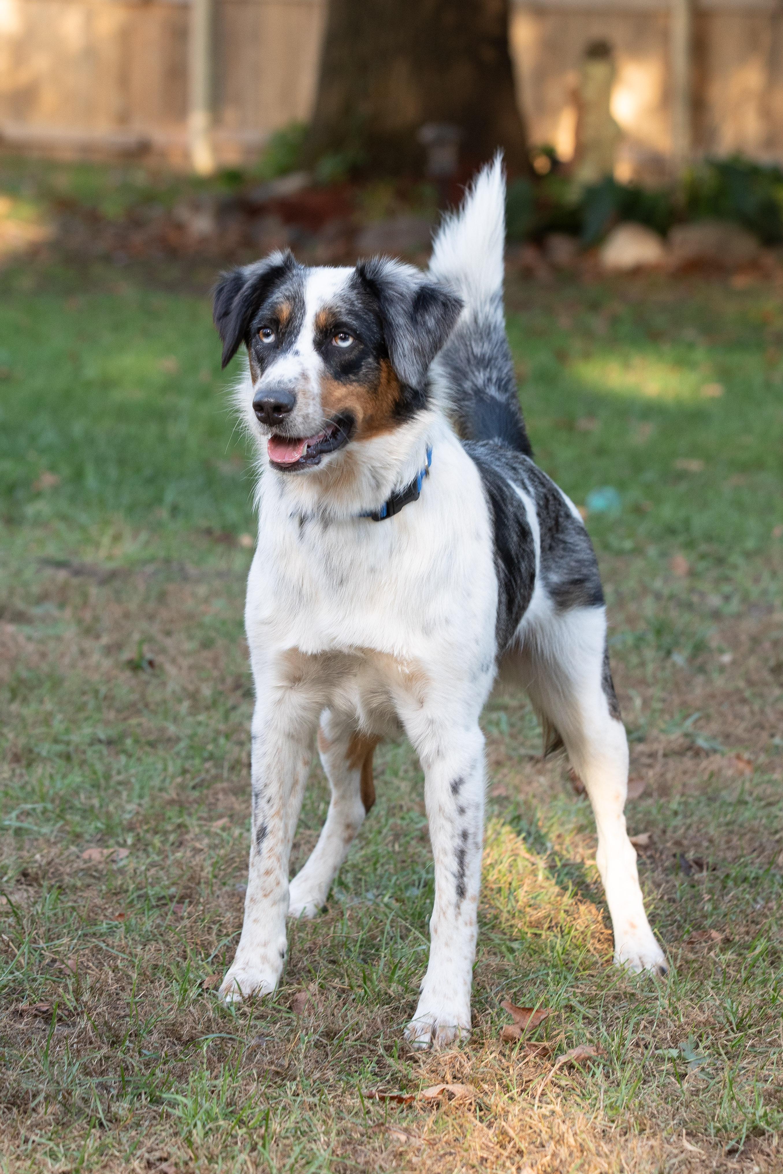 Enlarge Buddy, a Adoptable Australian Shepherd in Farmington, MN image 1/6