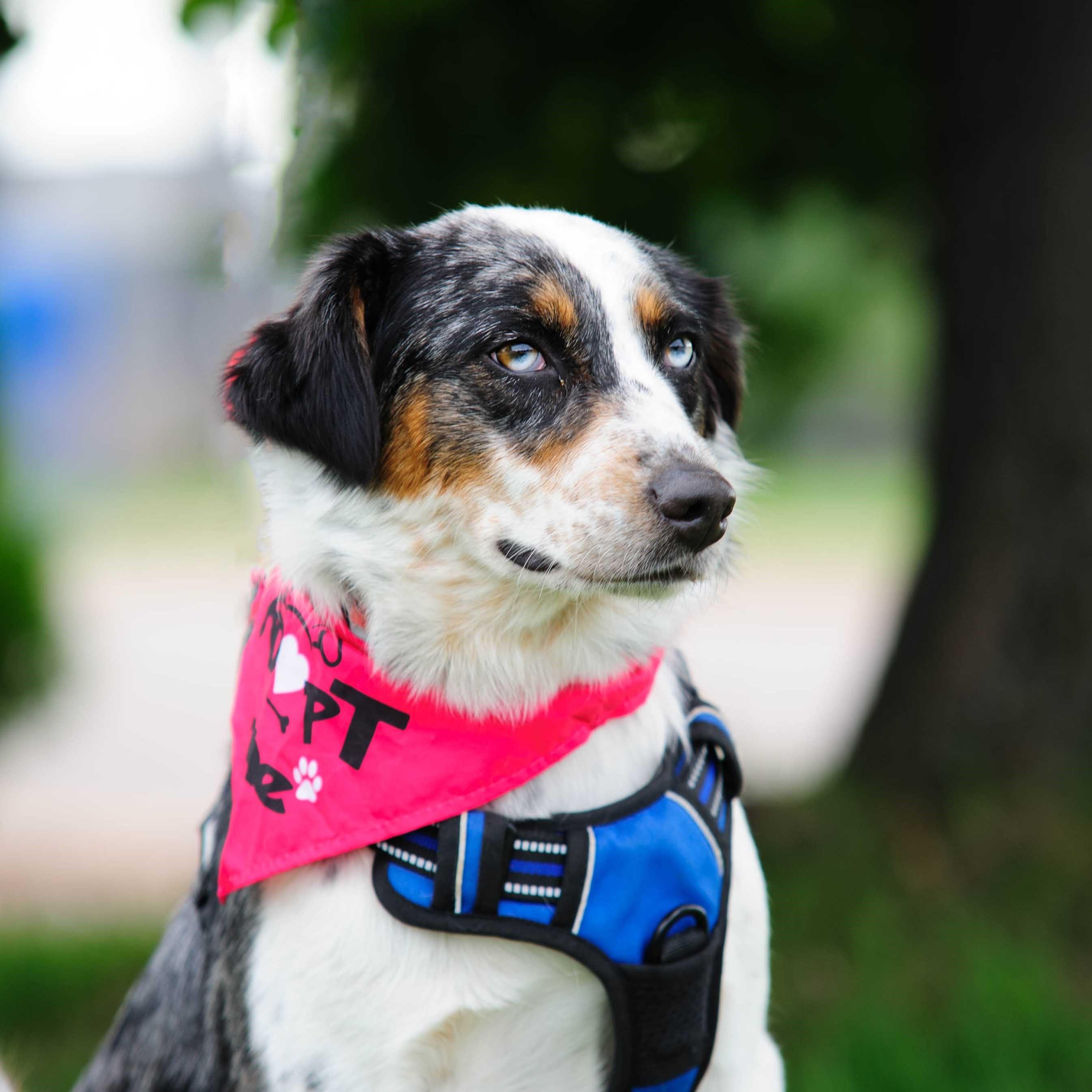 Enlarge Buddy, a Adoptable Australian Shepherd in Farmington, MN image 5/6