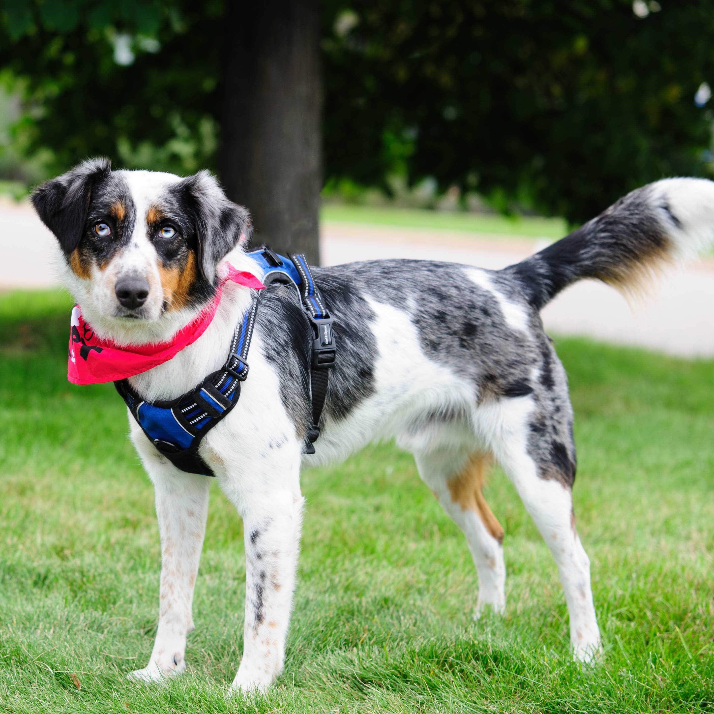 Enlarge Buddy, a Adoptable Australian Shepherd in Farmington, MN image 2/6