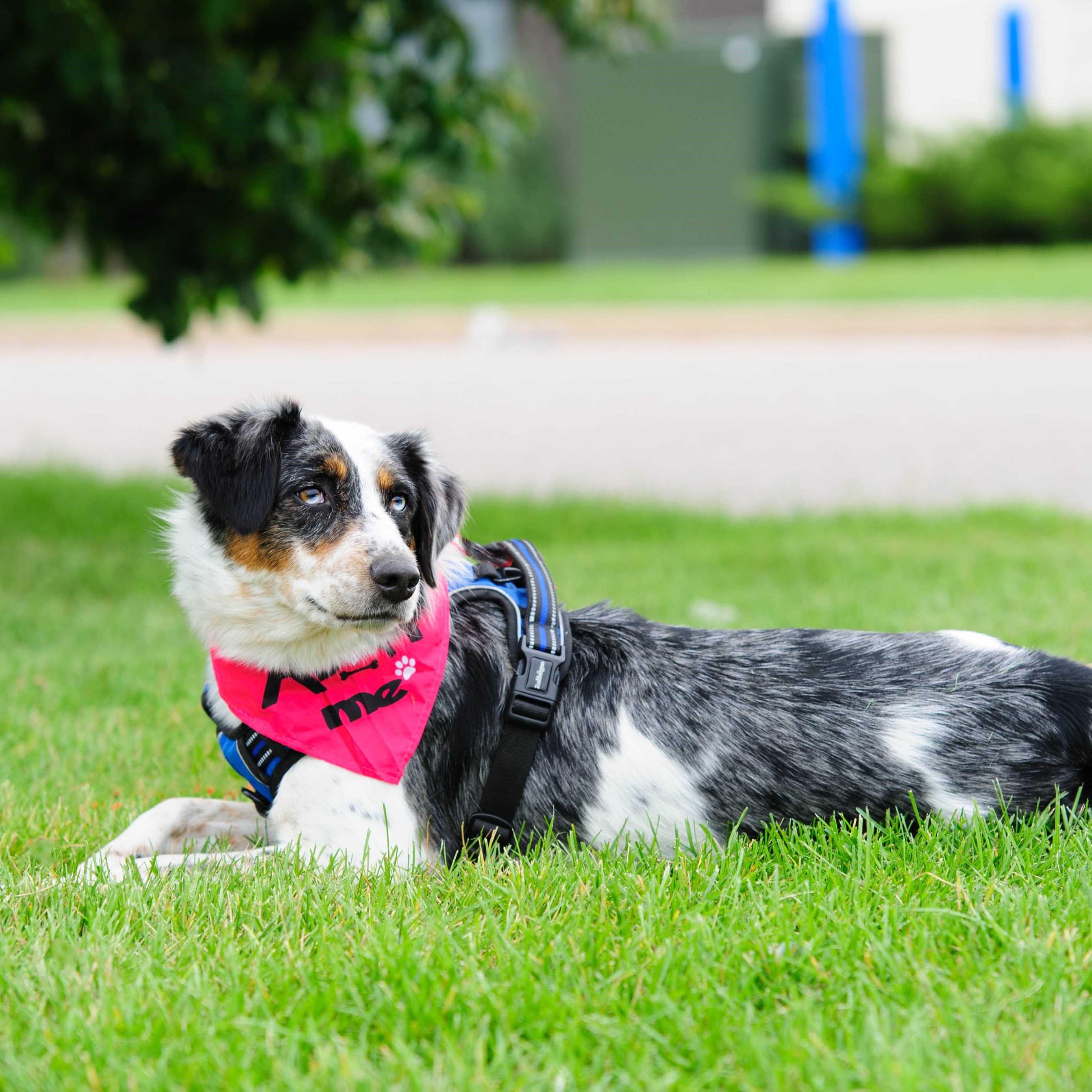 Enlarge Buddy, a Adoptable Australian Shepherd in Farmington, MN image 6/6